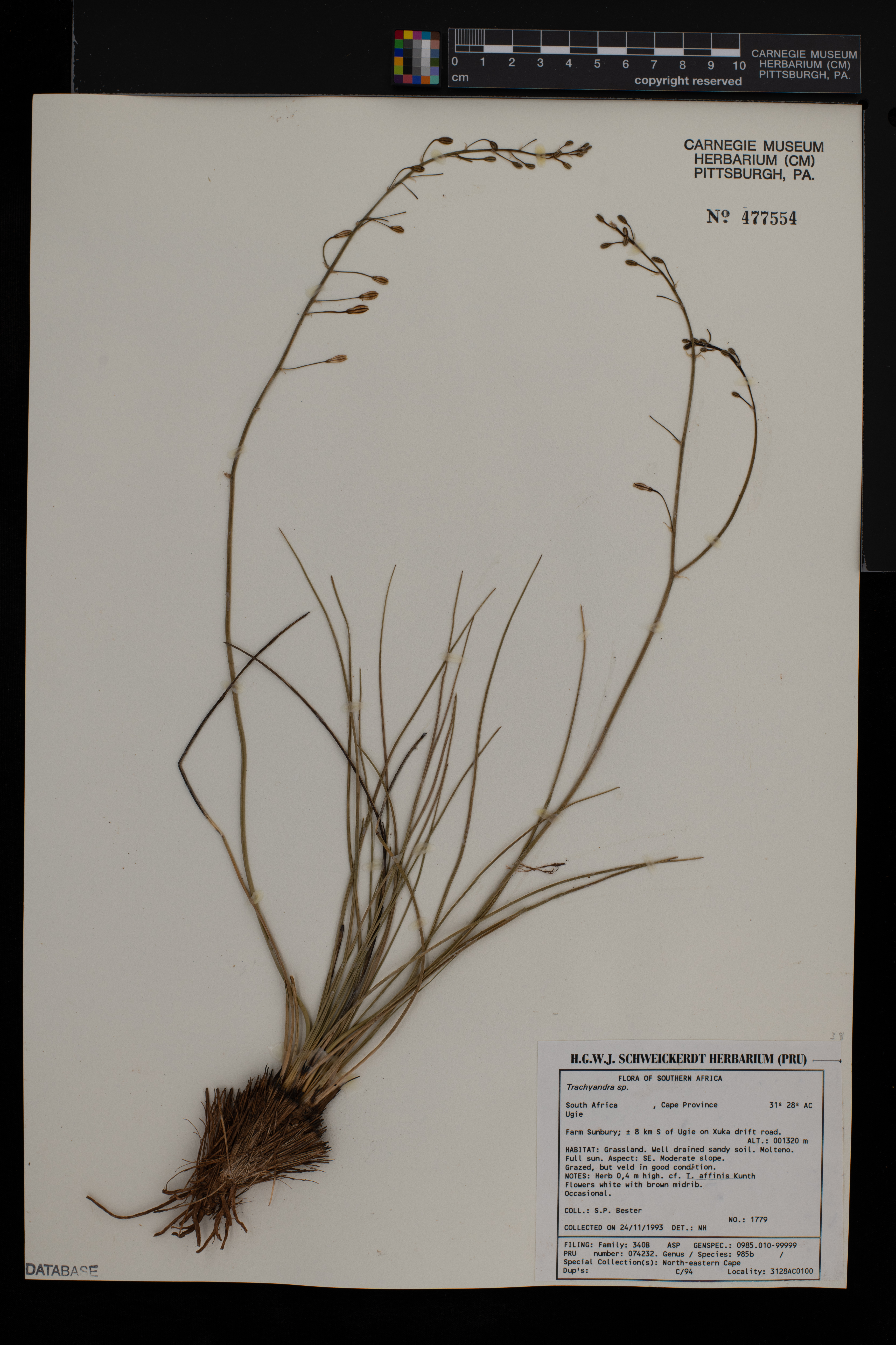 Trachyandra affinis image