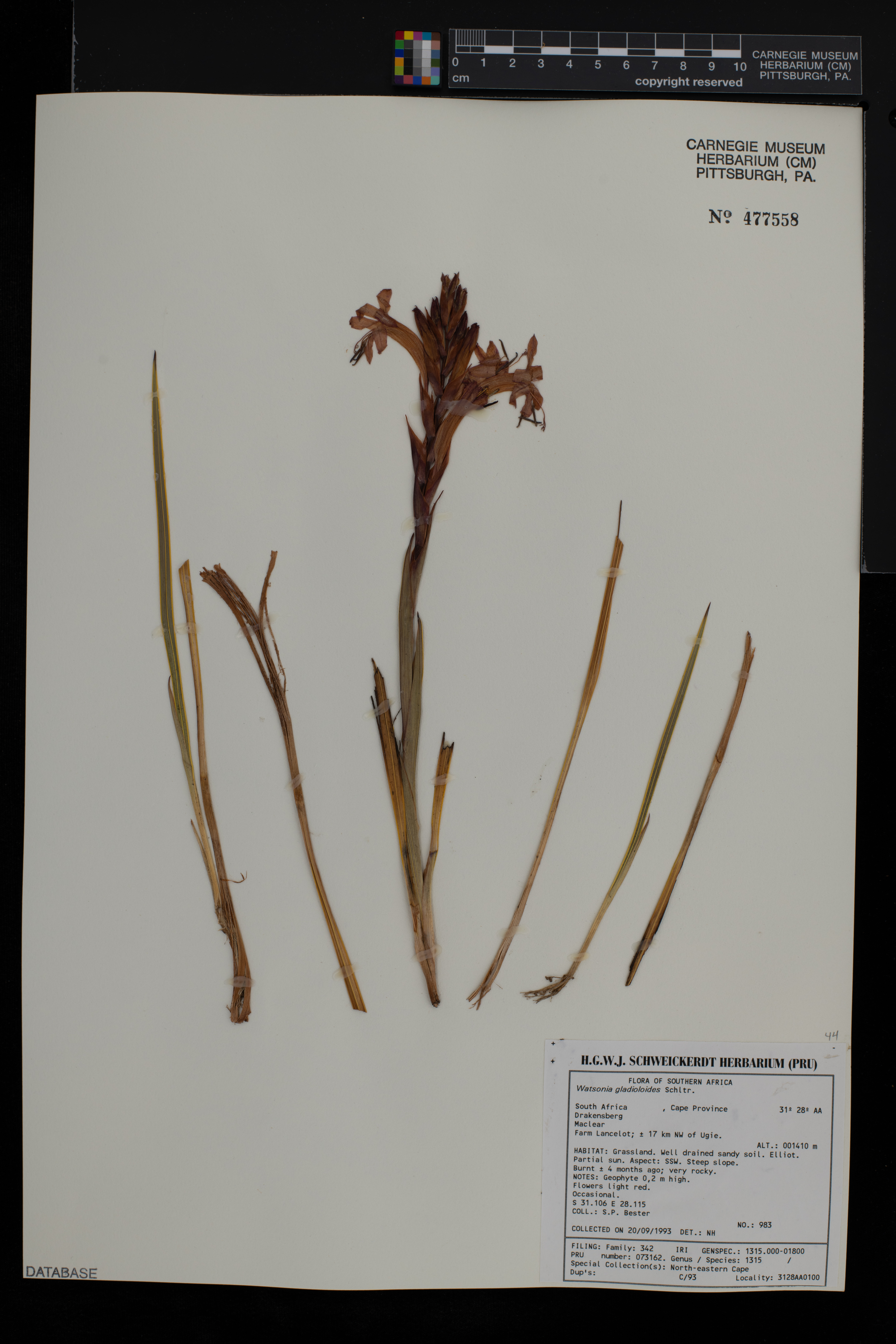 Watsonia gladioloides image