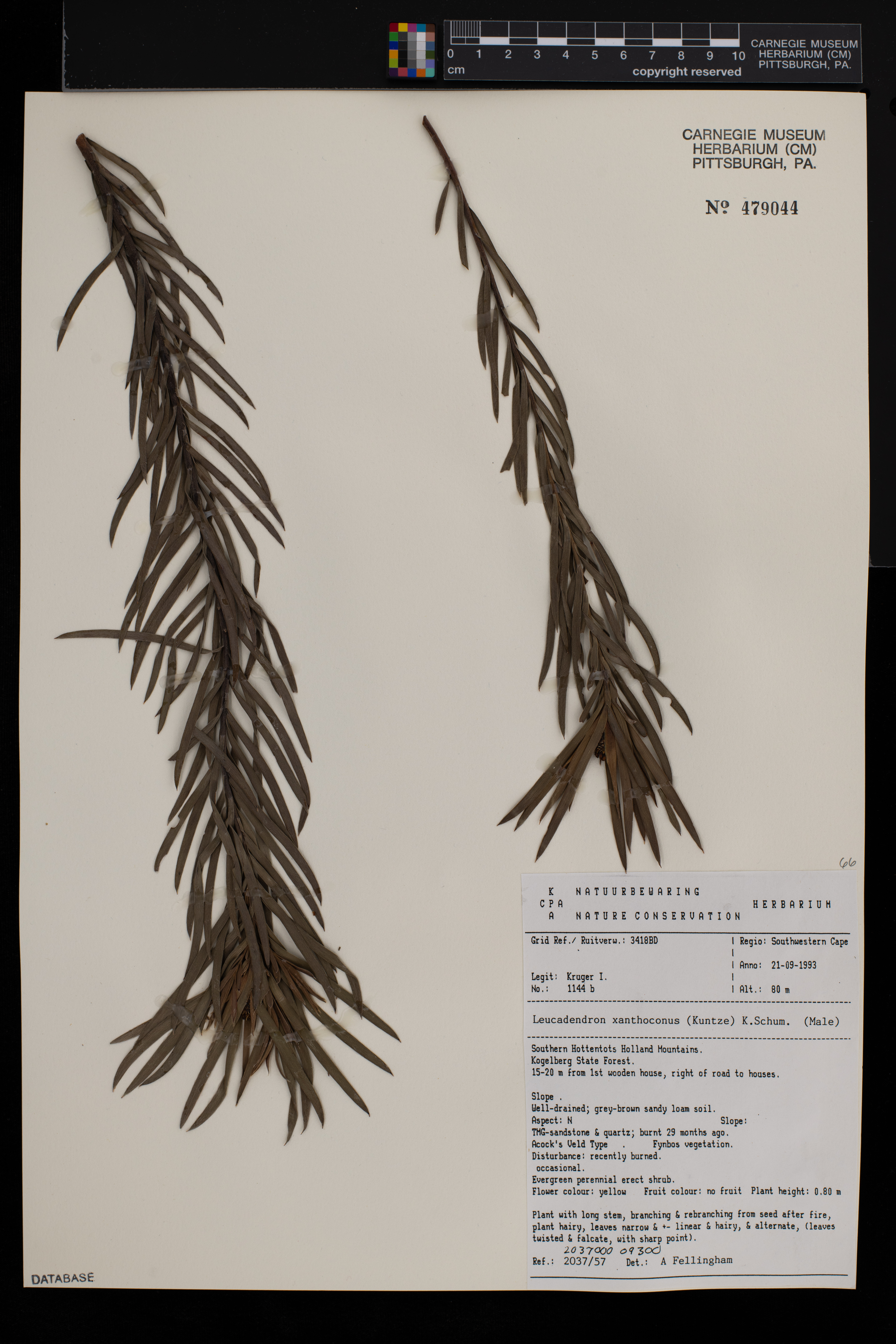 Leucadendron xanthoconus image