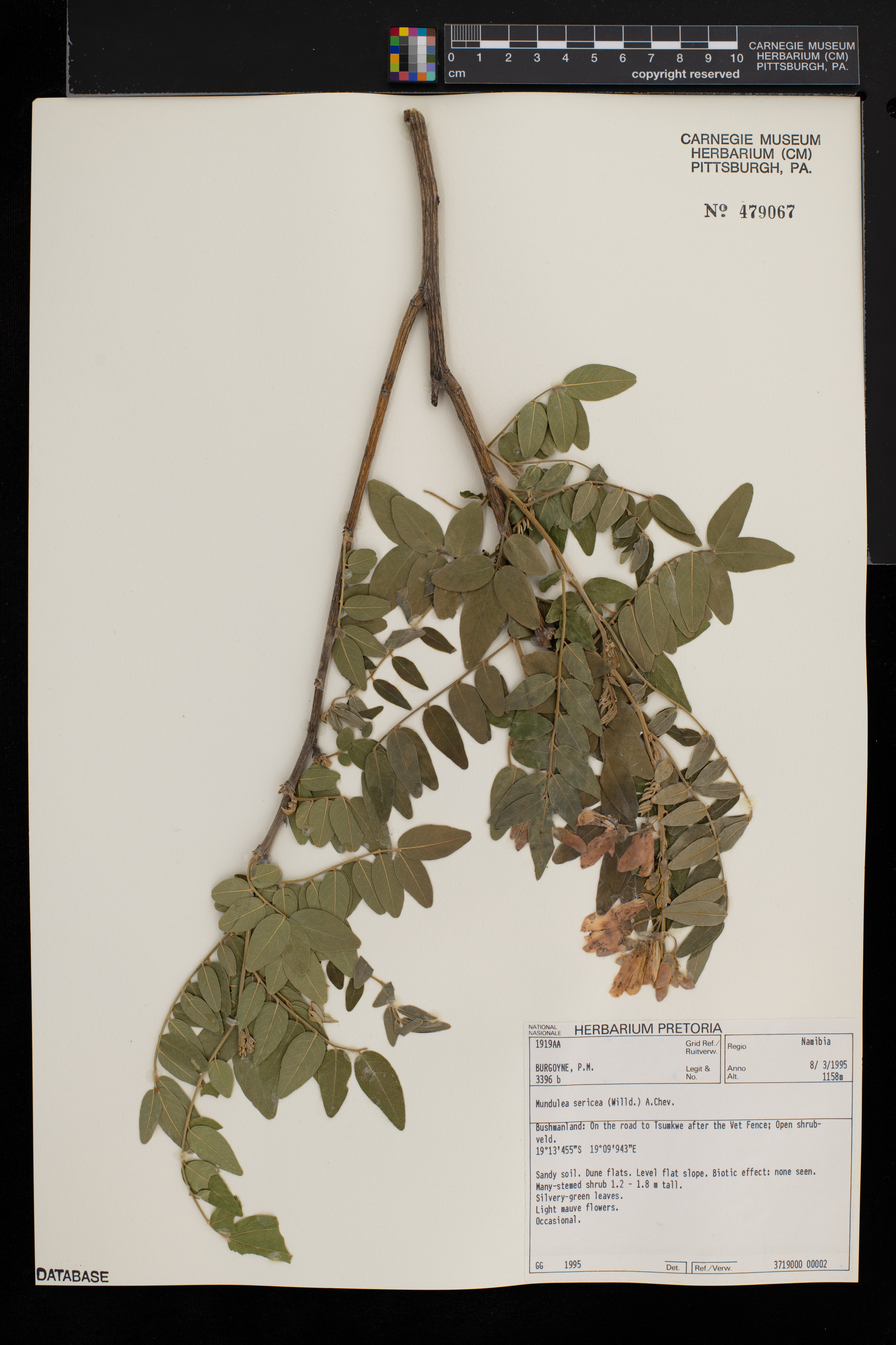 Mundulea sericea image
