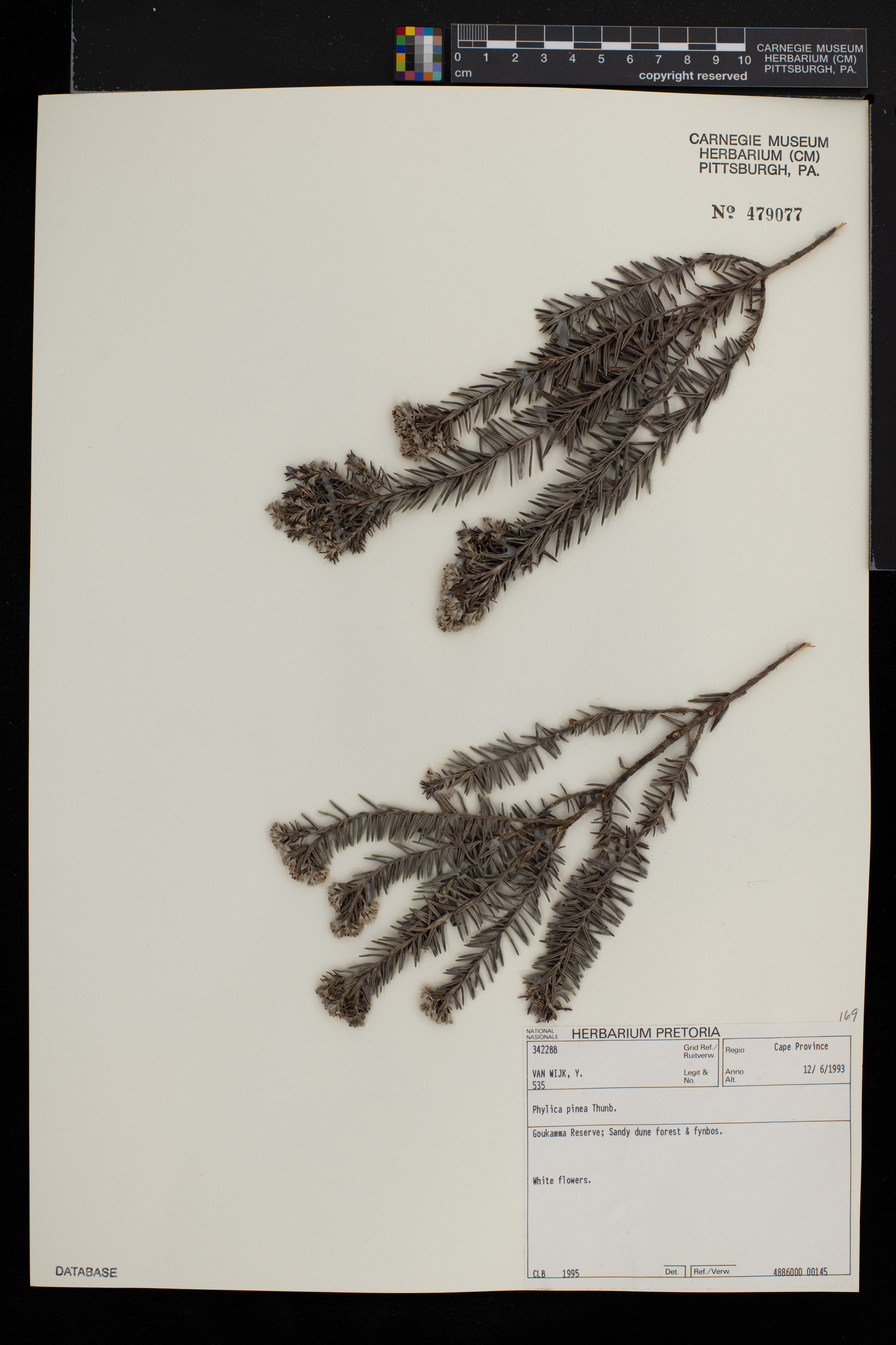 Phylica pinea image