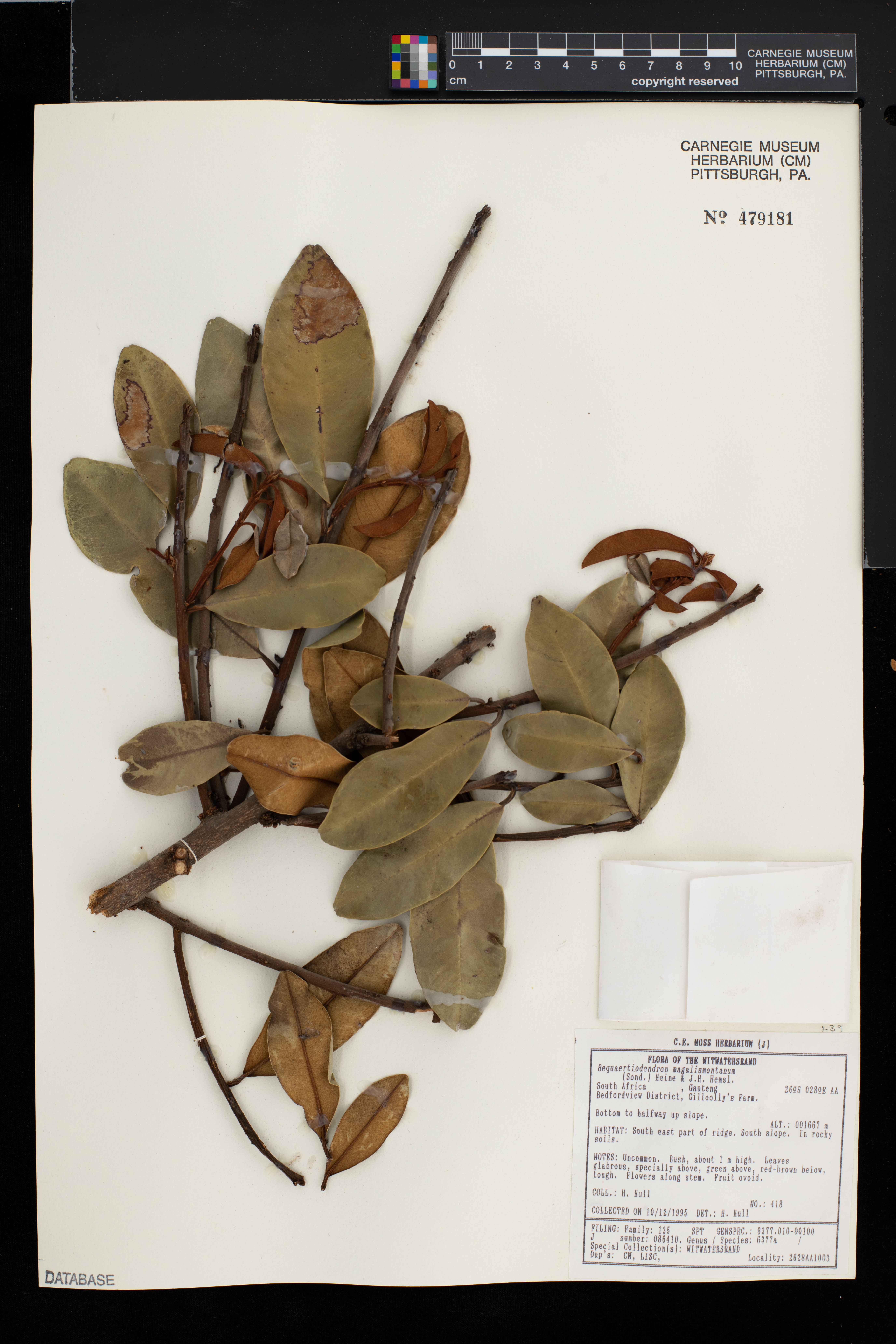 Bequaertiodendron magalismontanum image