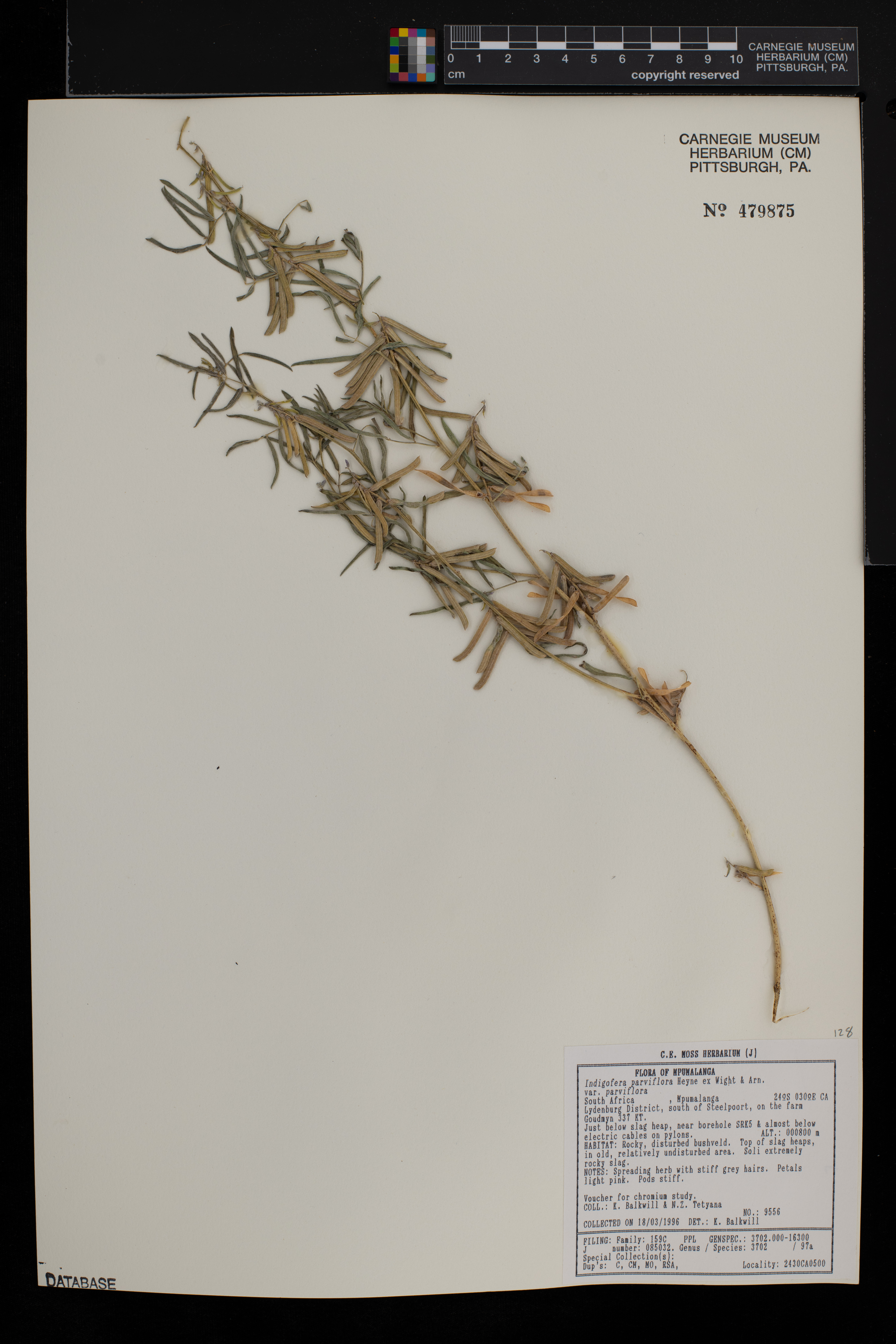 Indigofera oxytropis image