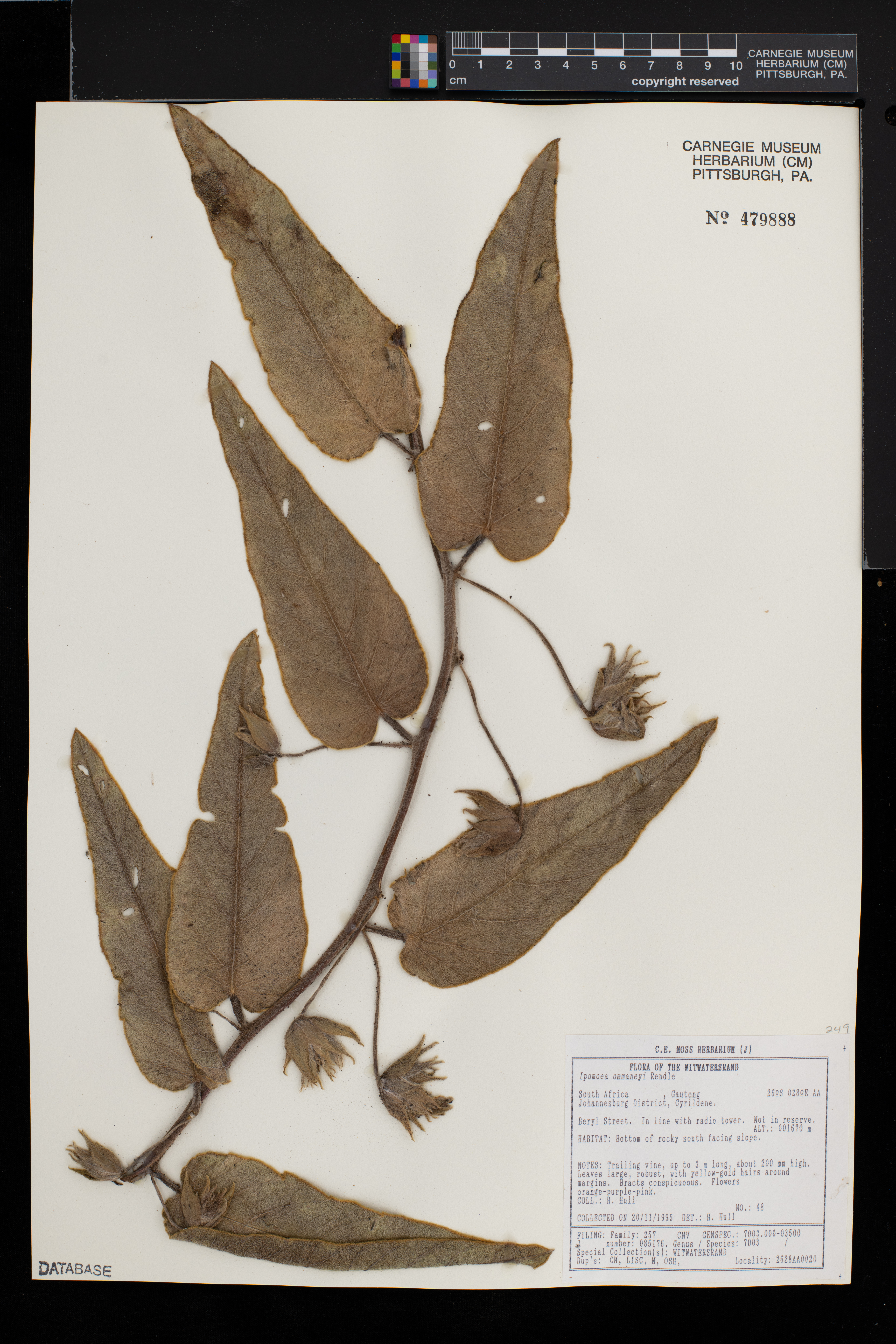Ipomoea ommaneyi image