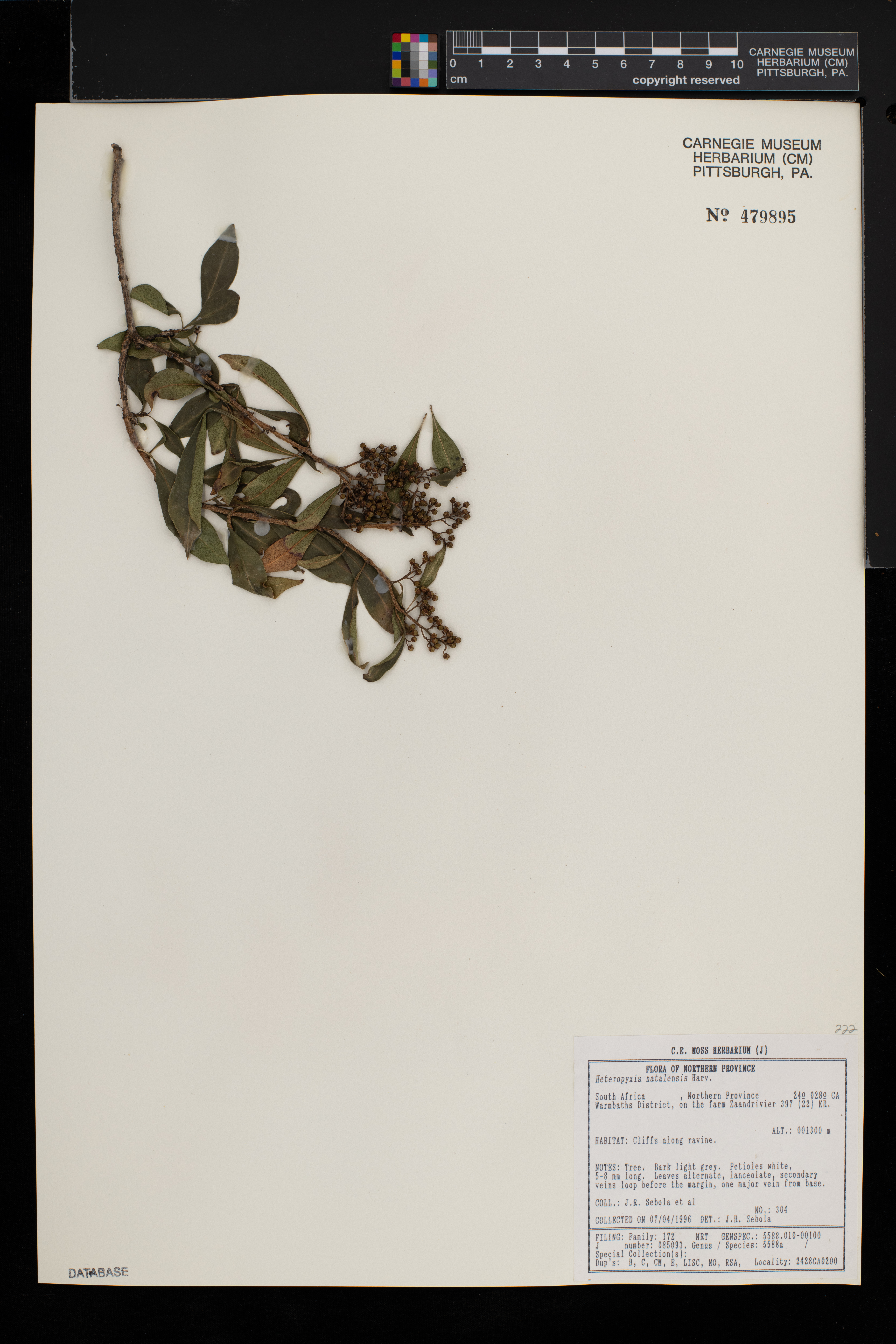 Heteropyxis natalensis image