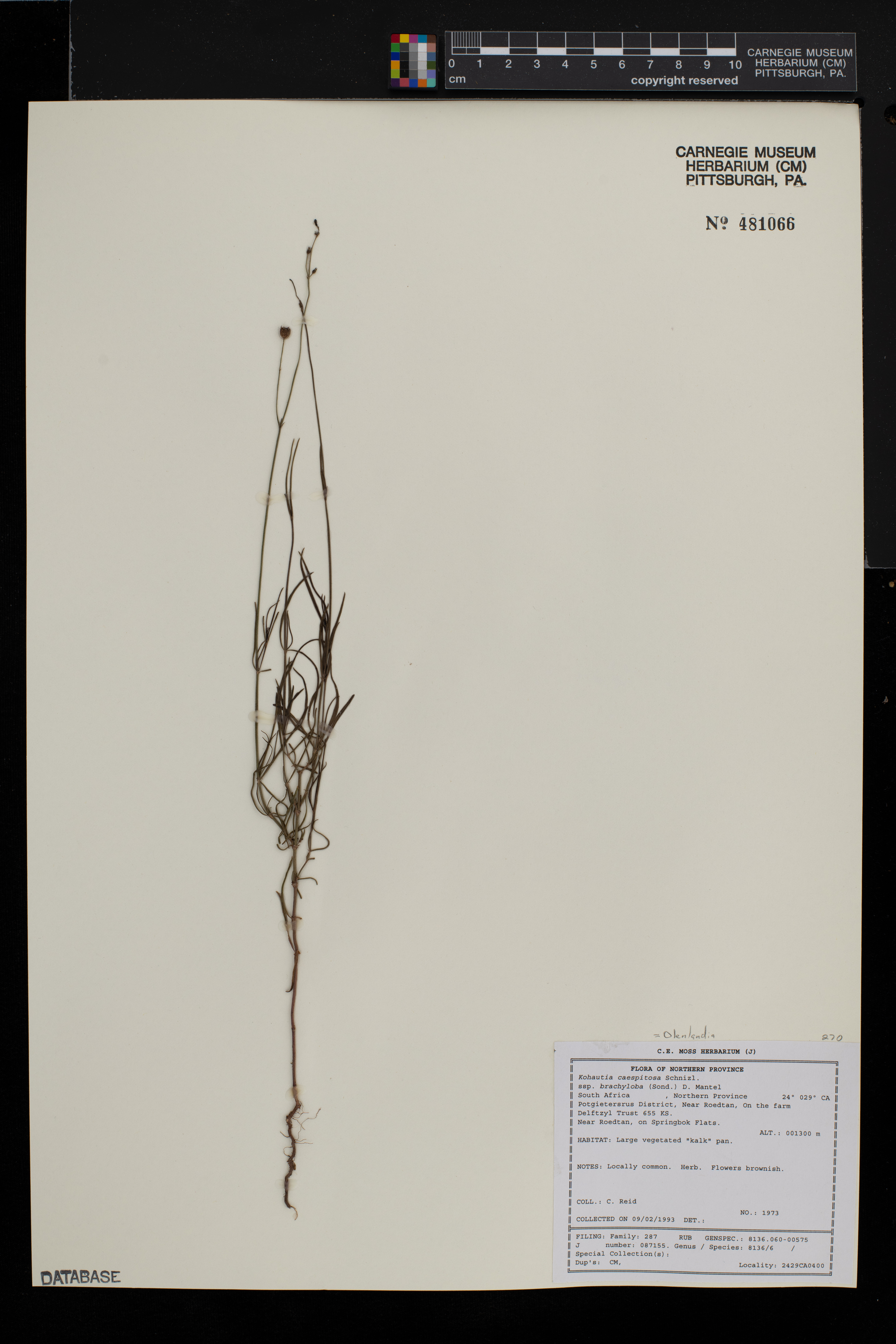 Oldenlandia caespitosa image