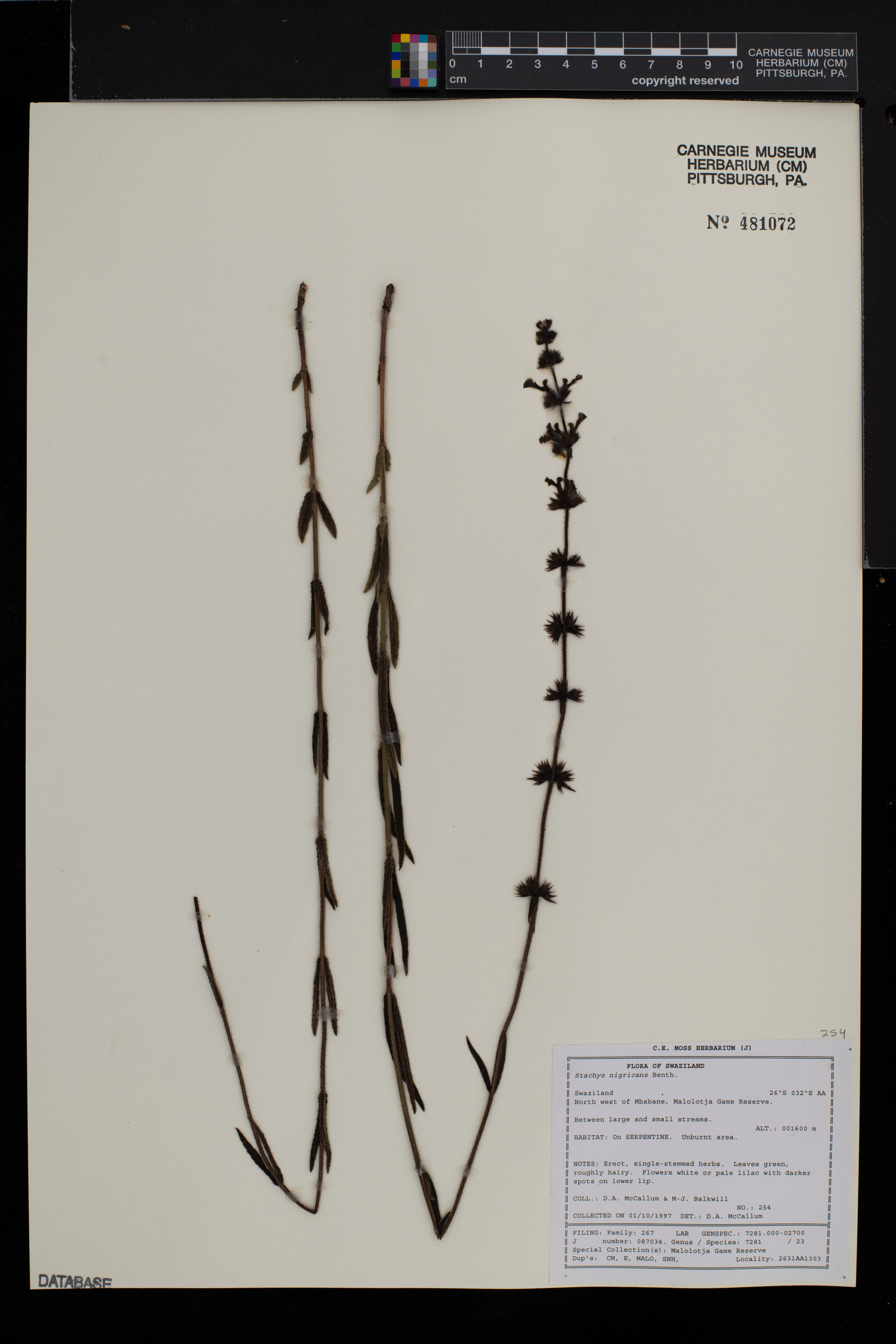 Stachys nigricans image