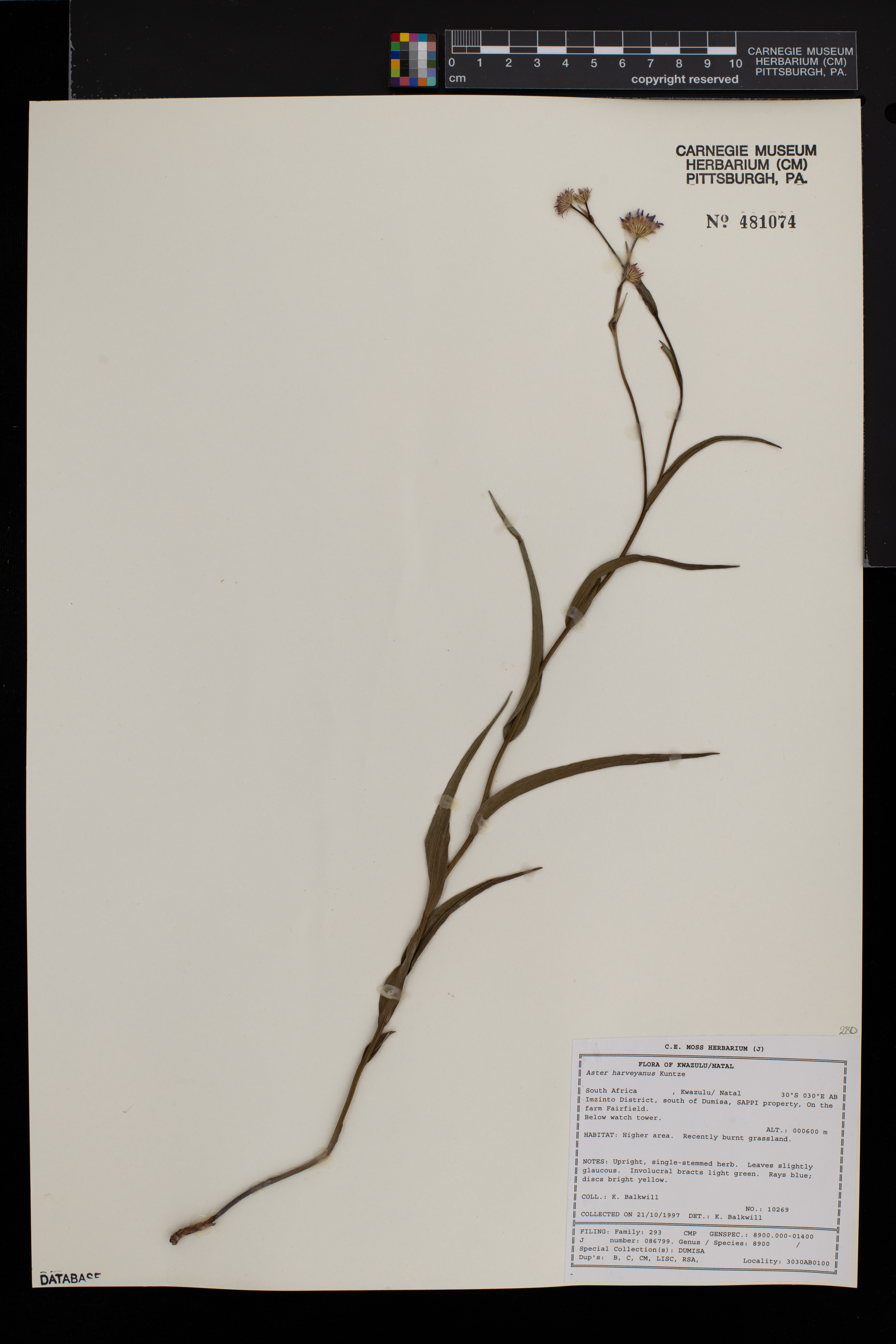 Afroaster serrulatus image