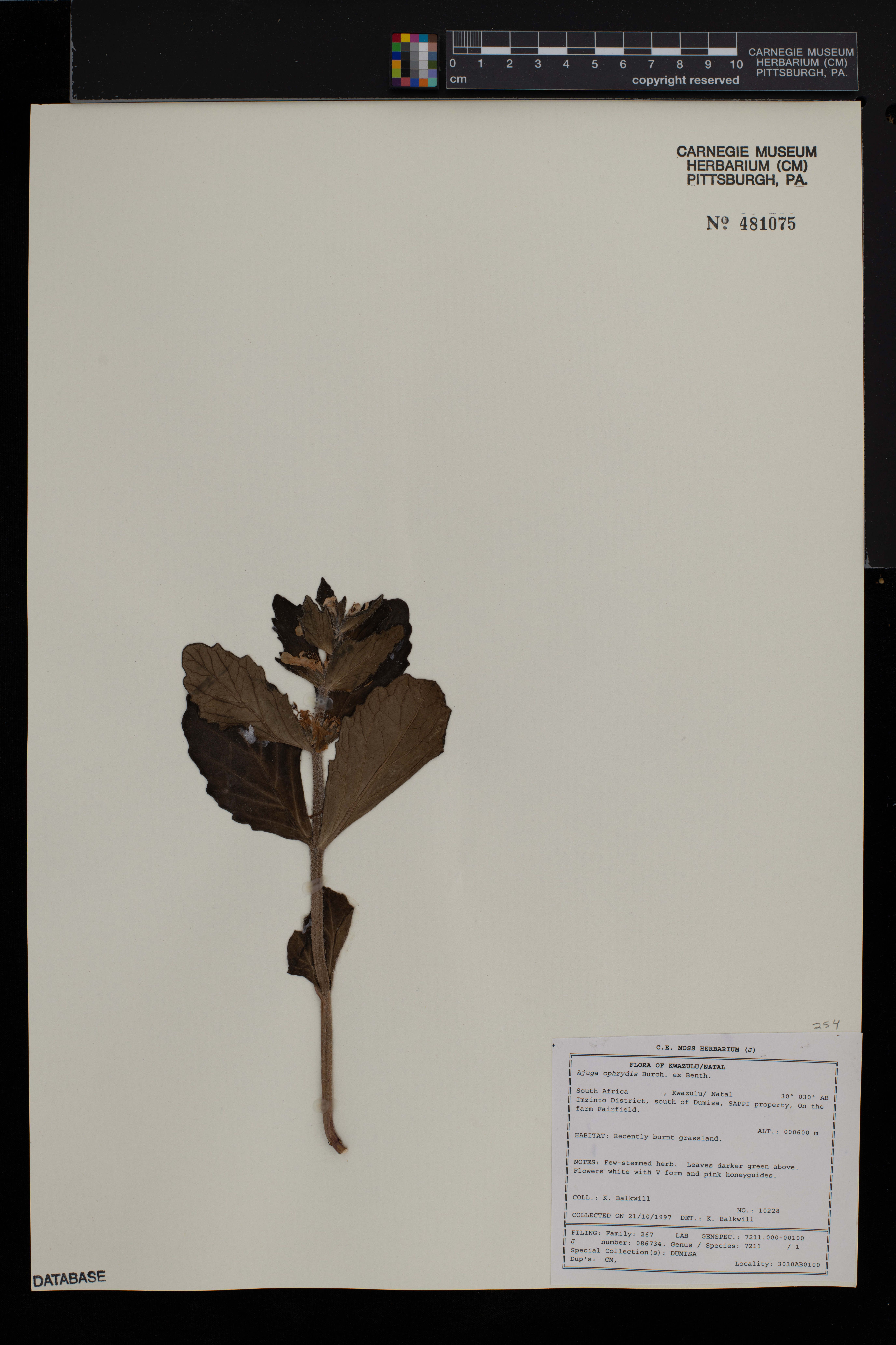 Ajuga ophrydis image