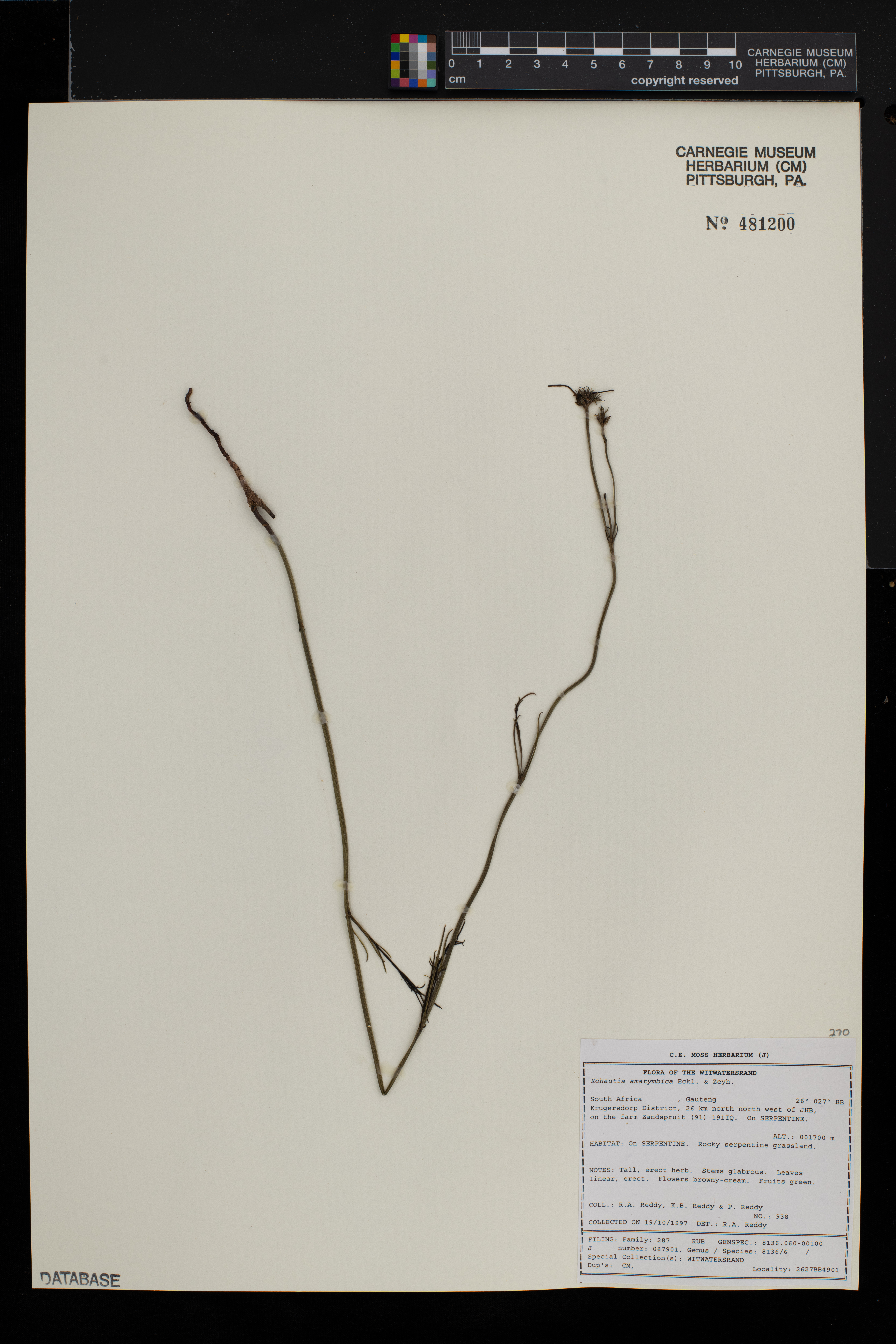 Kohautia amatymbica image