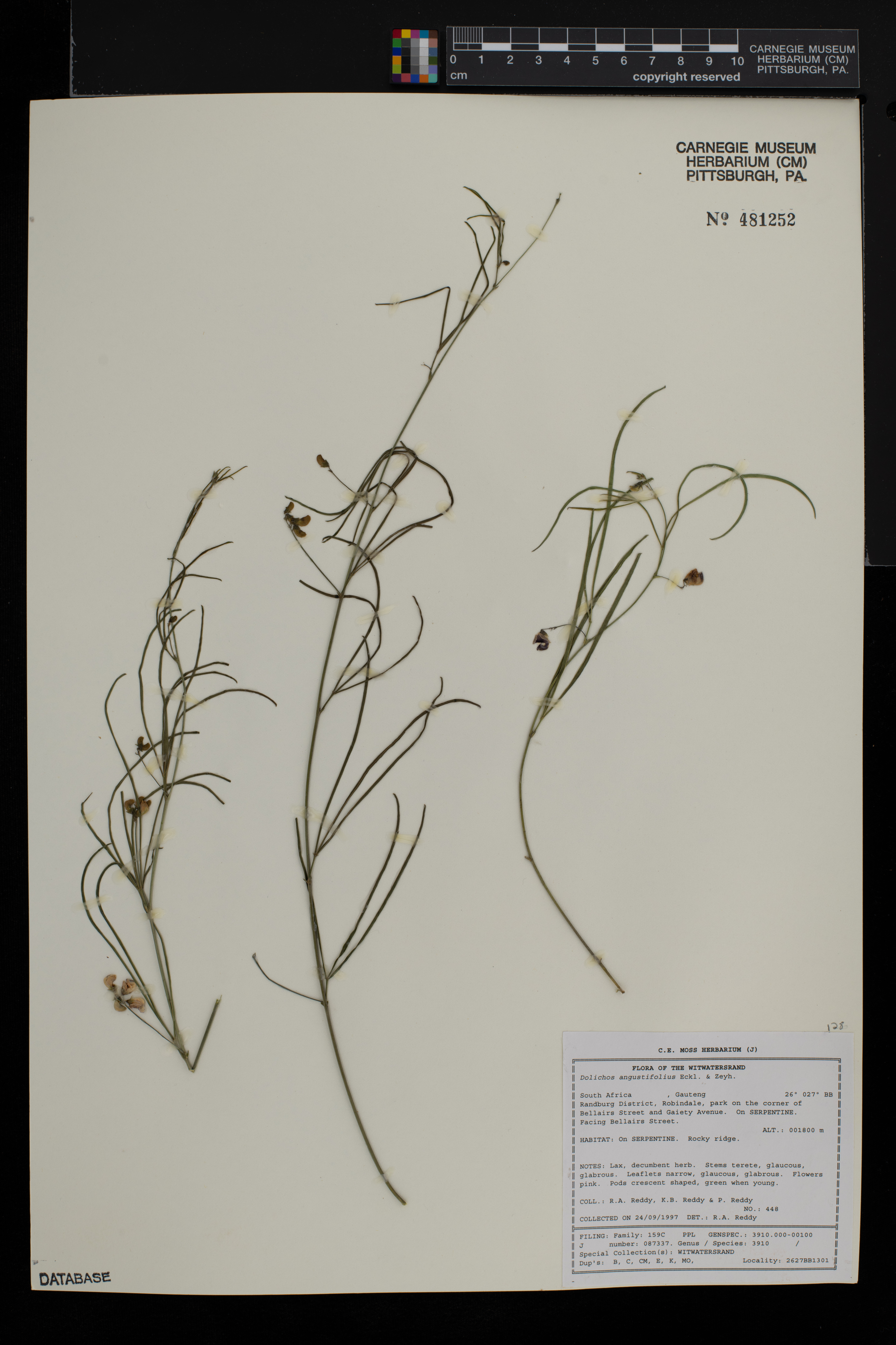 Rhynchosia angustifolia image