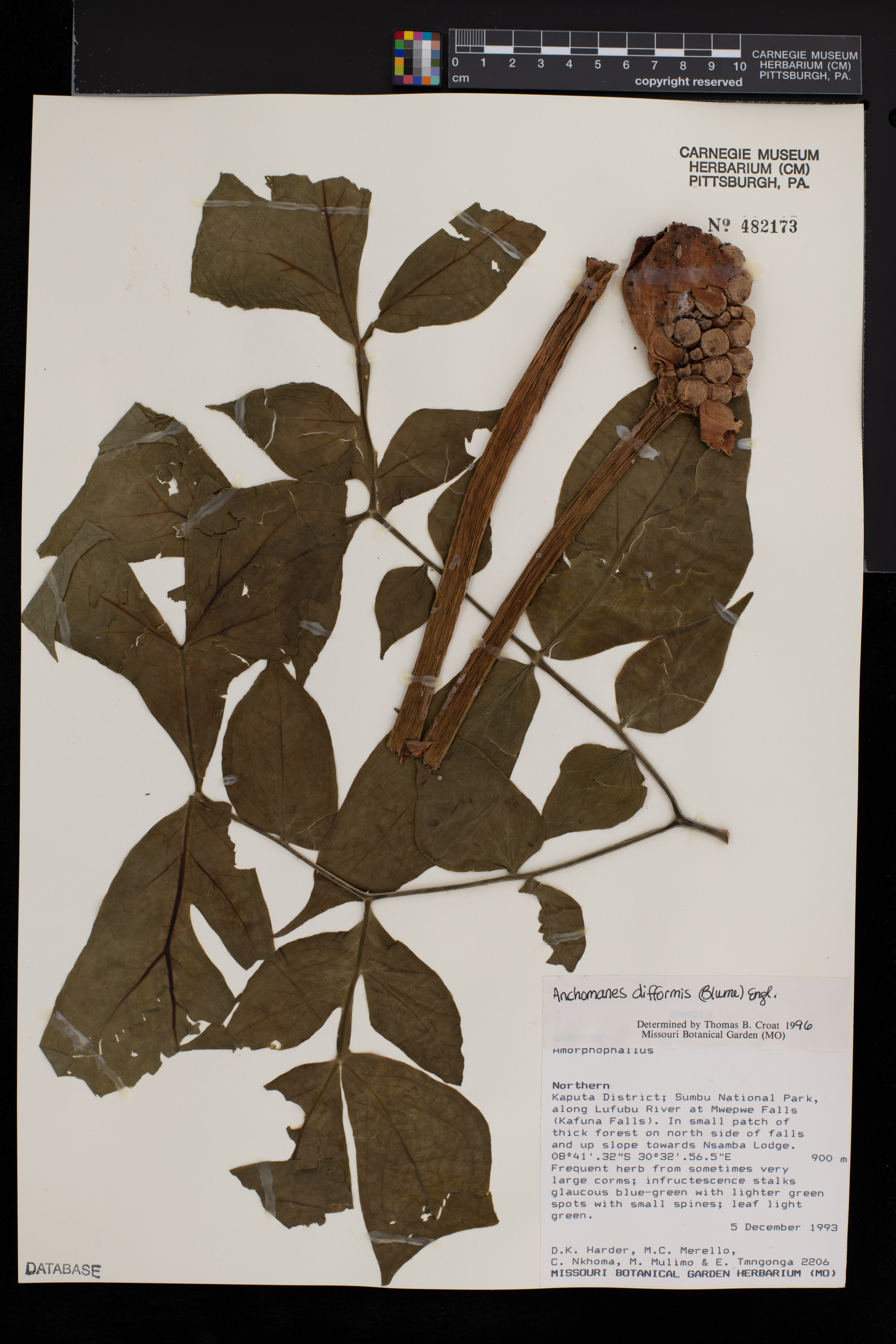 Anchomanes difformis image