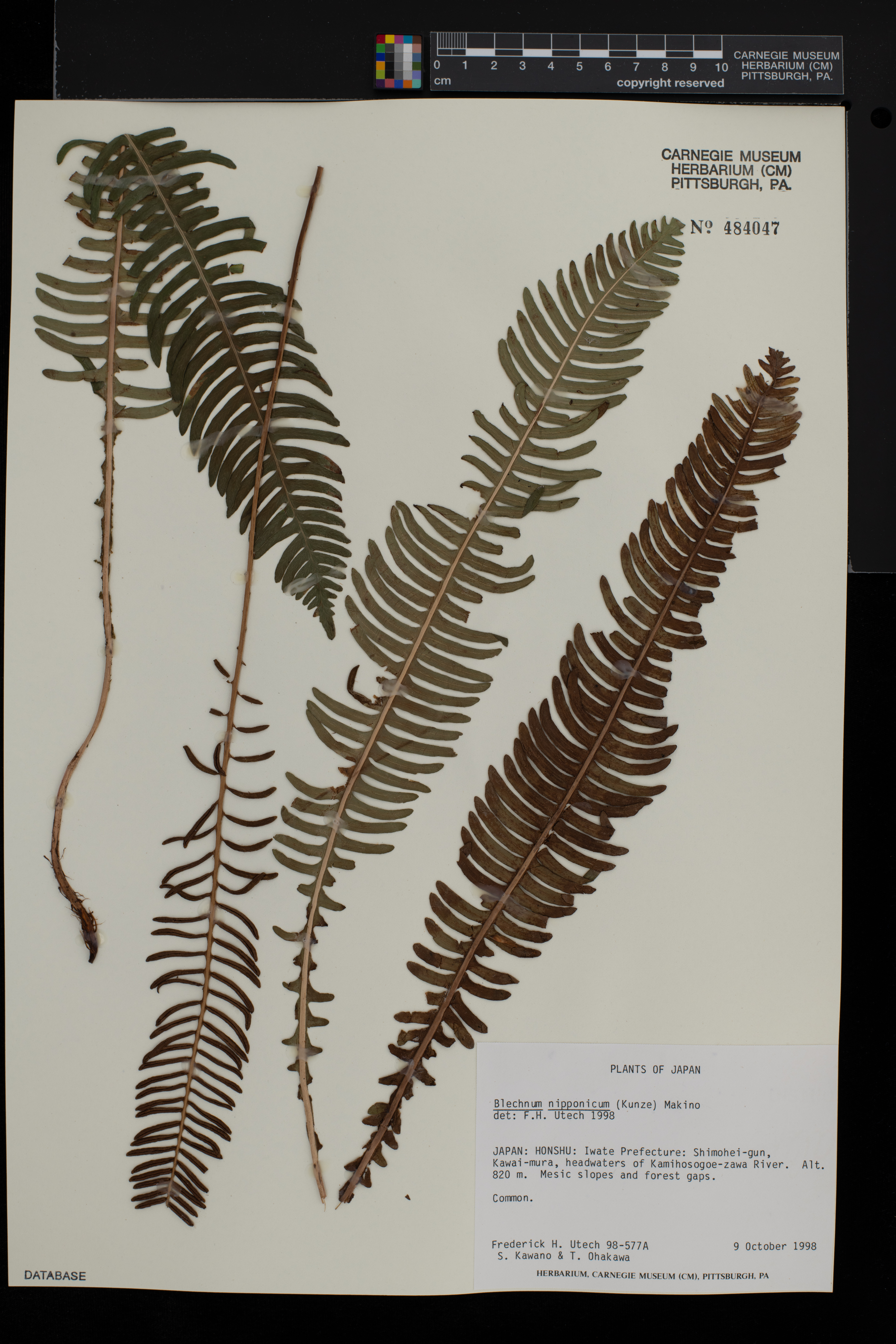 Blechnum nipponicum image