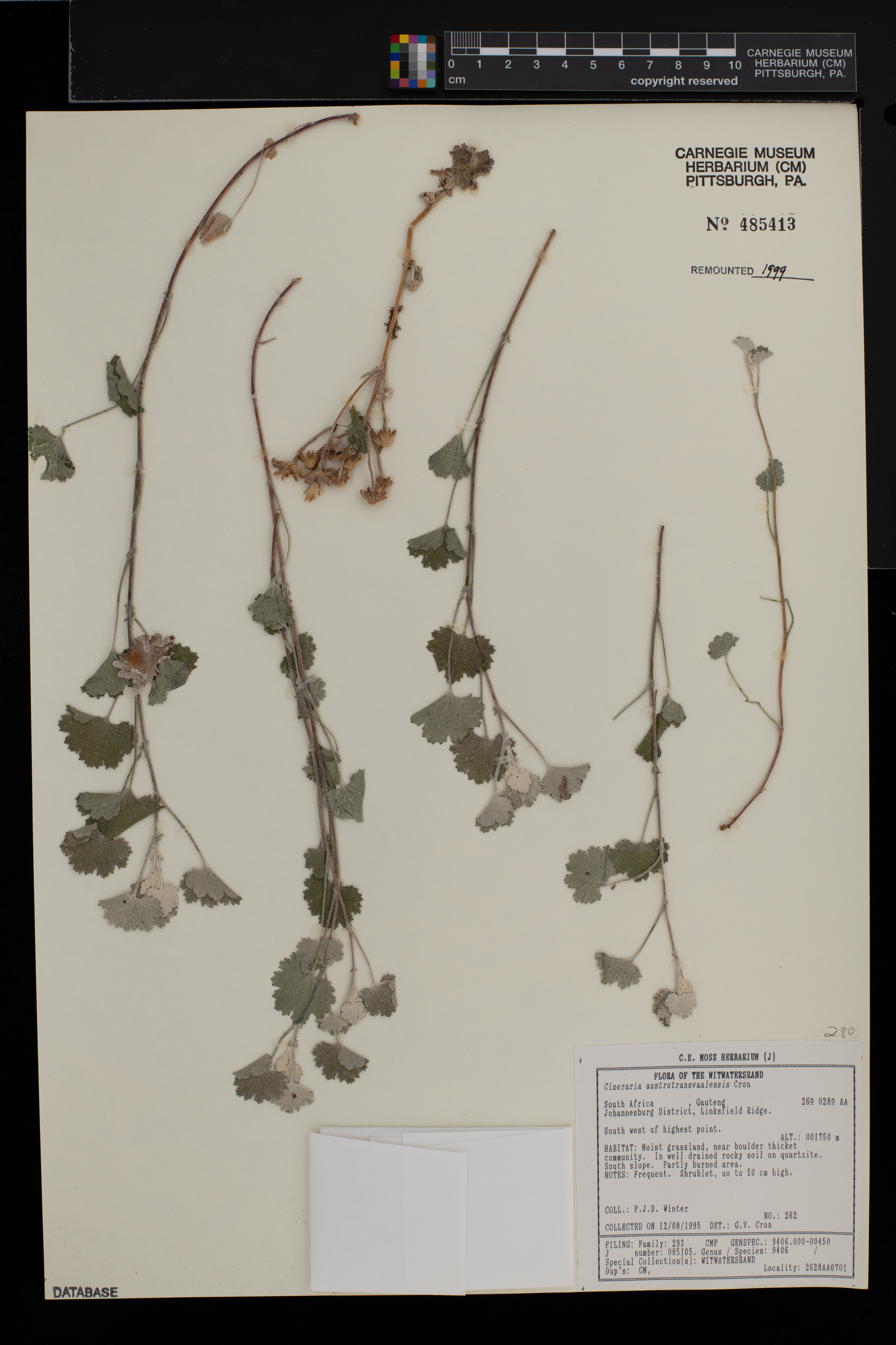 Cineraria austrotransvaalensis image