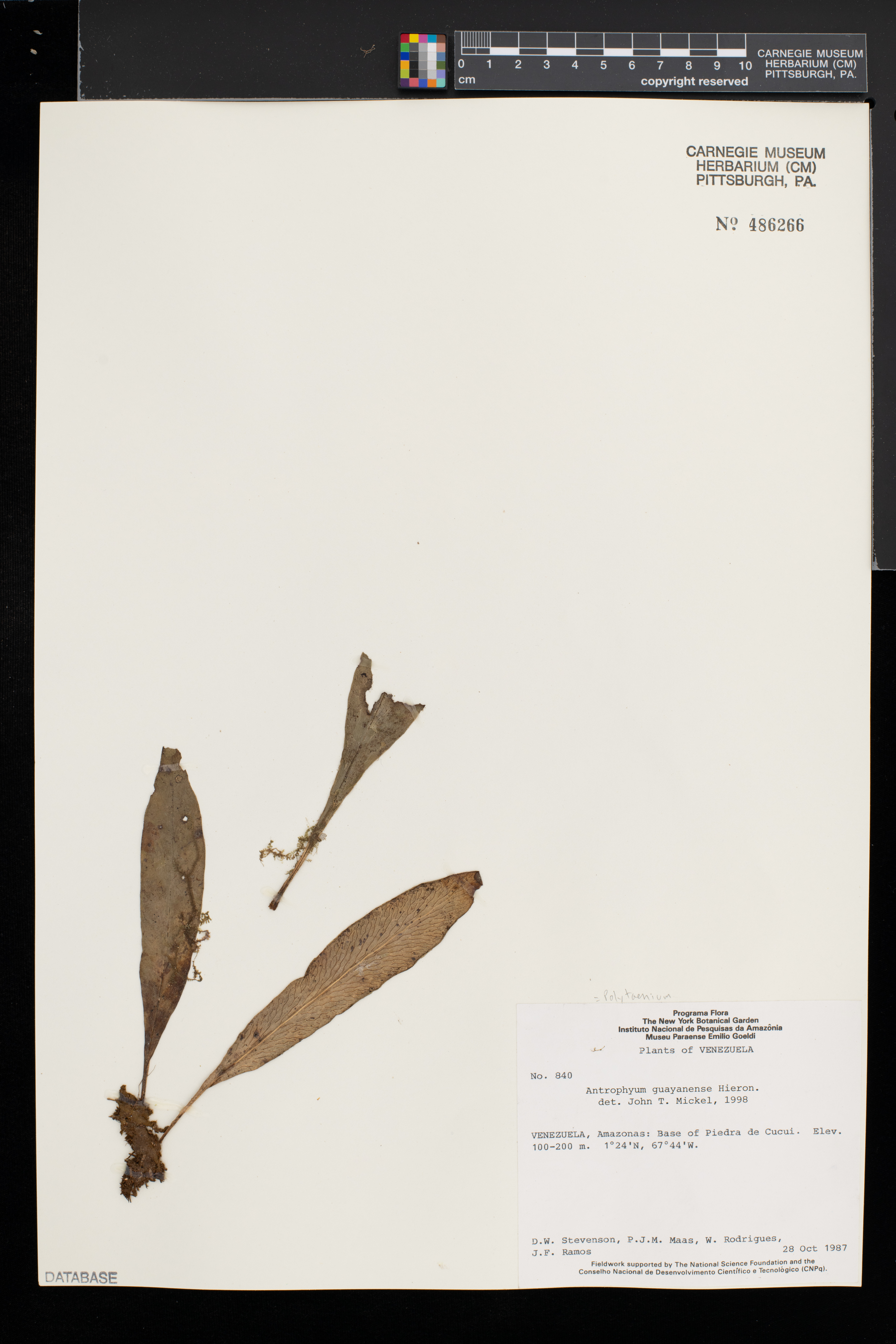 Polytaenium guayanense image