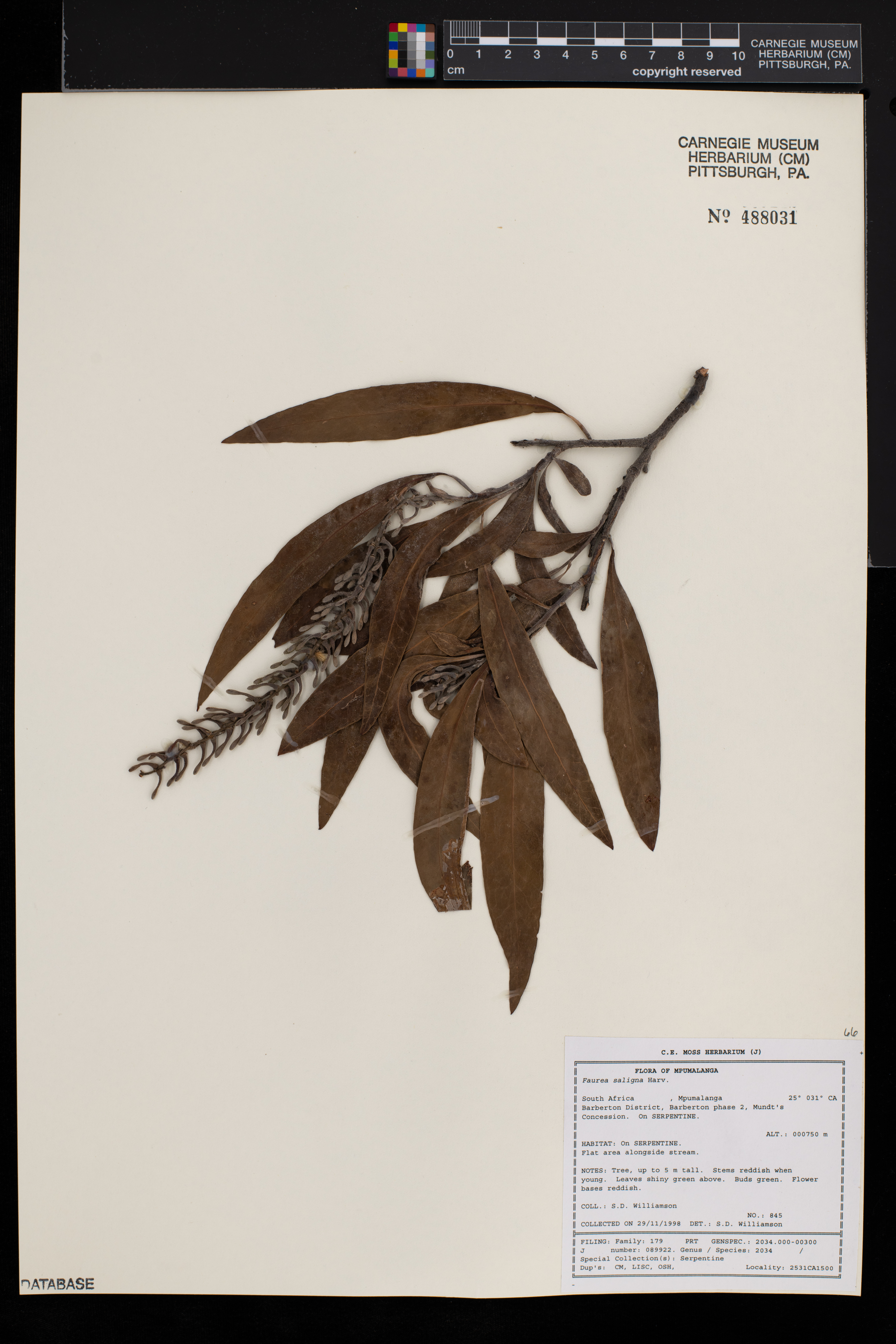Faurea image