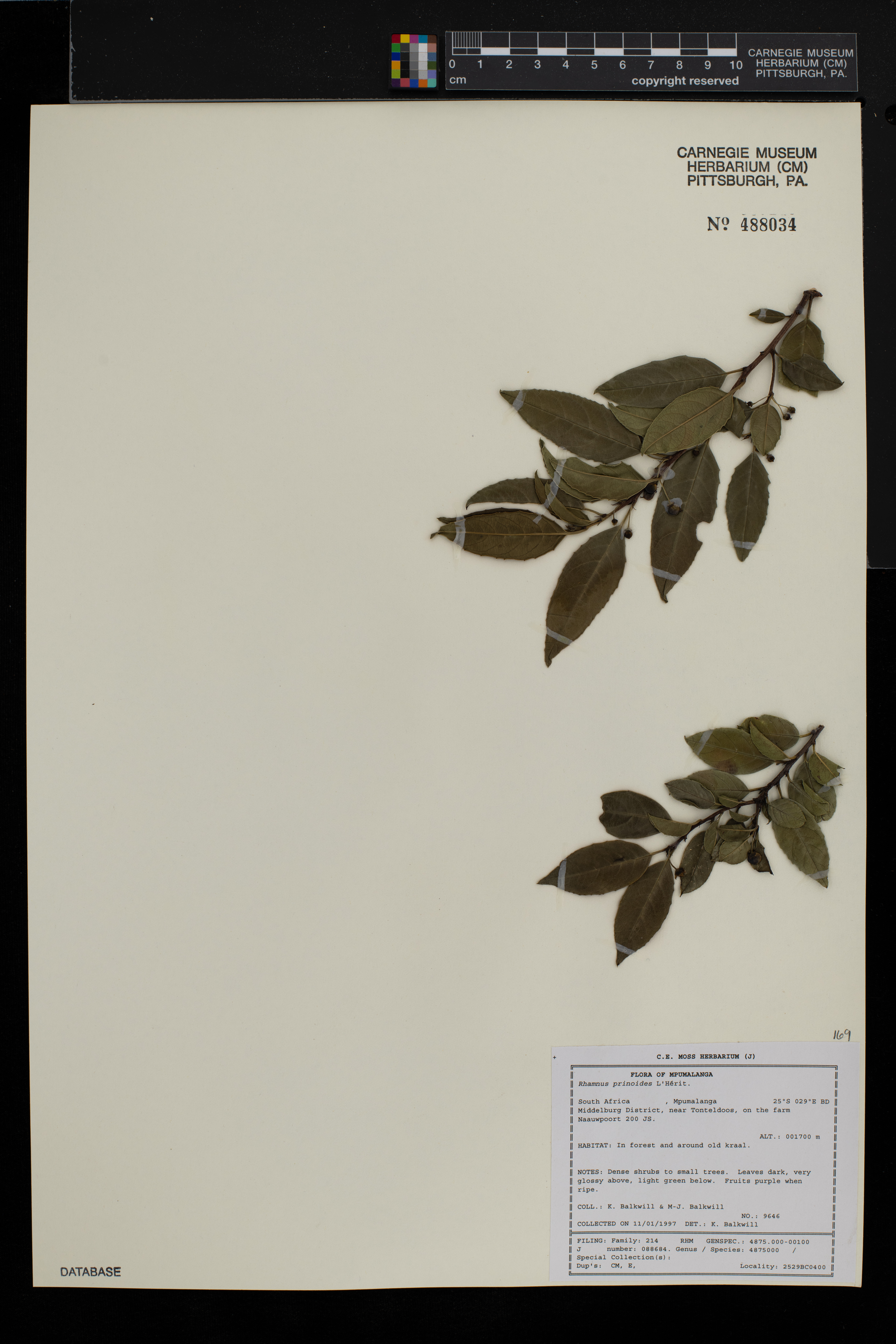Rhamnus prinoides image