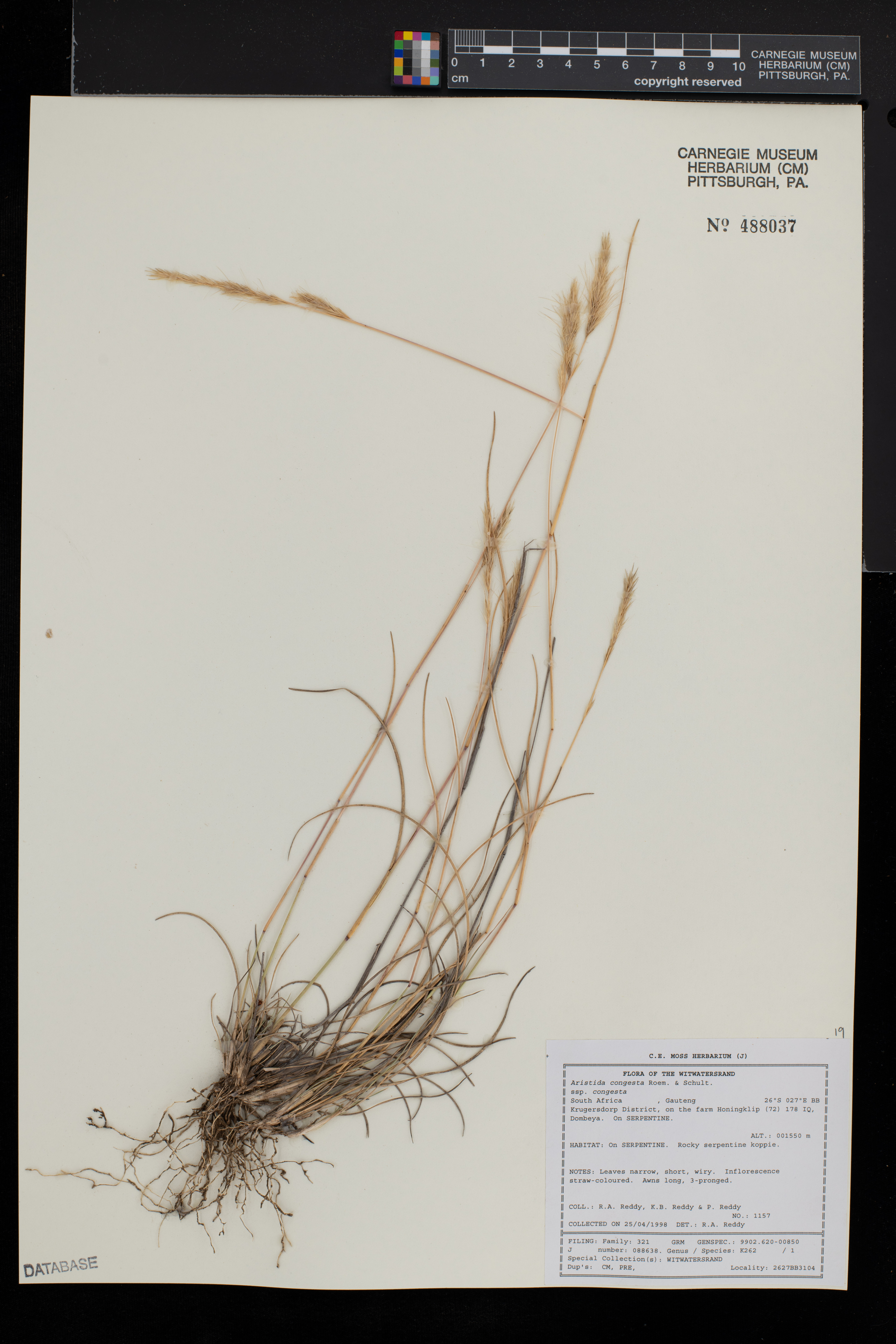 Aristida congesta subsp. congesta image