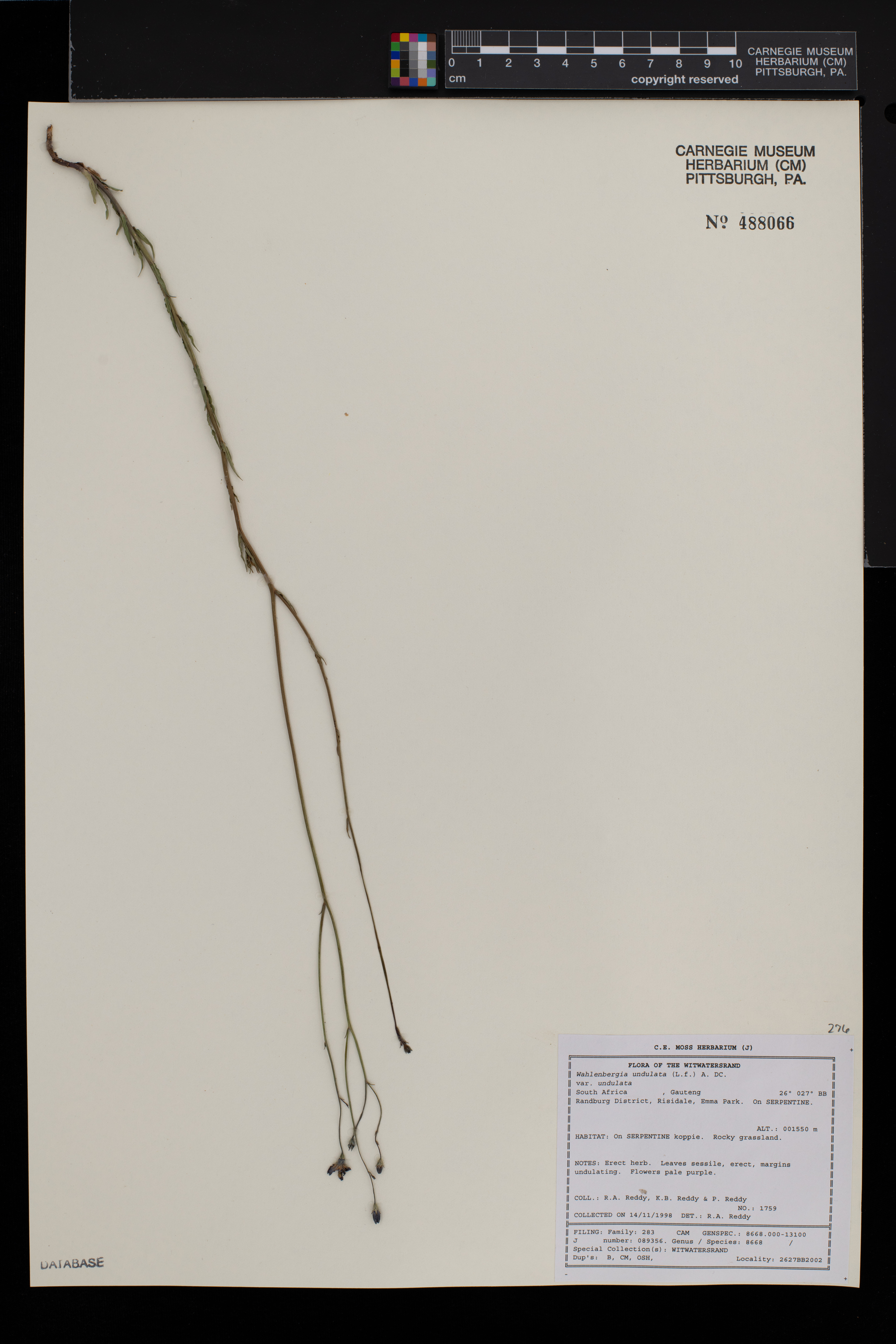 Wahlenbergia undulata image