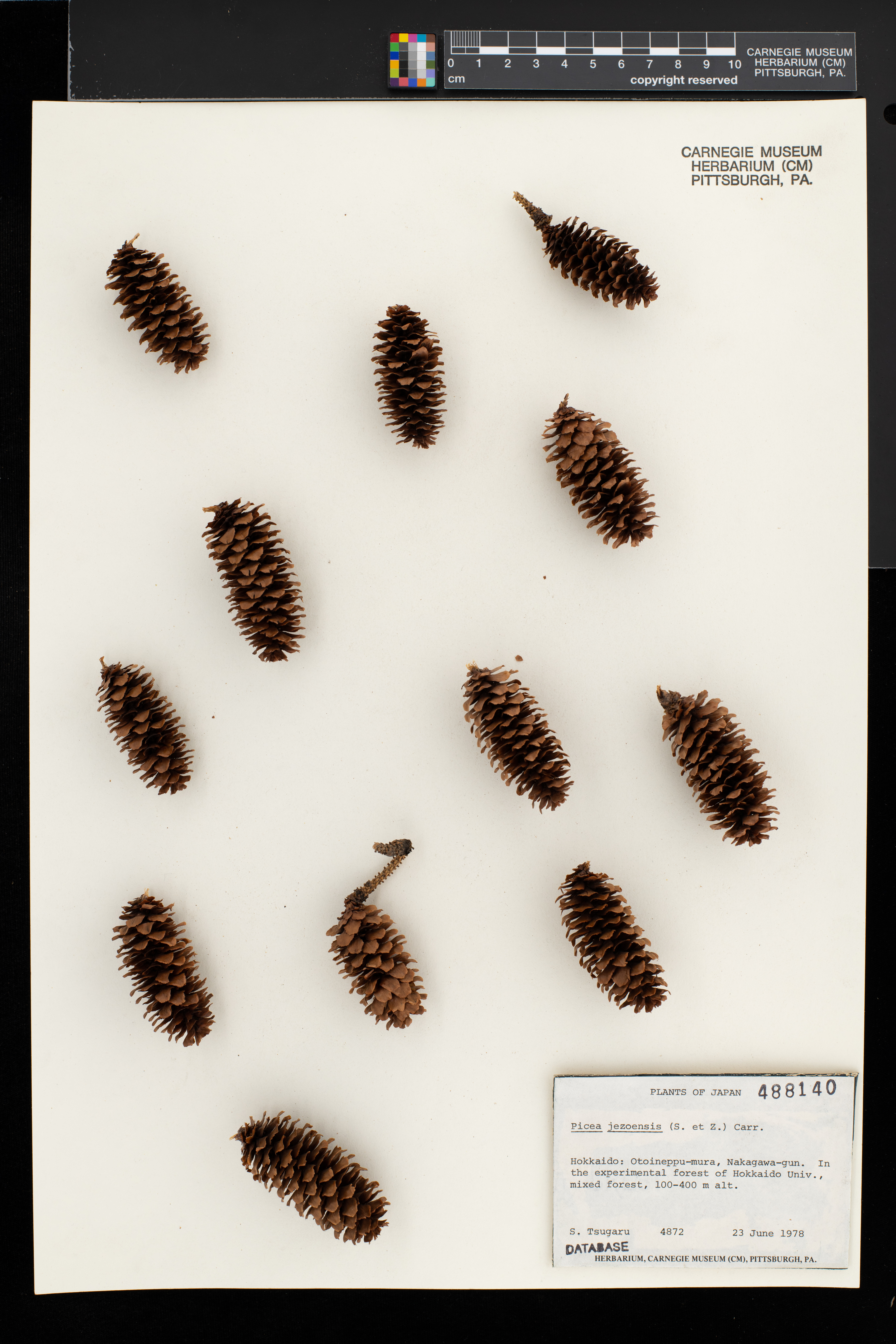 Picea jezoensis image