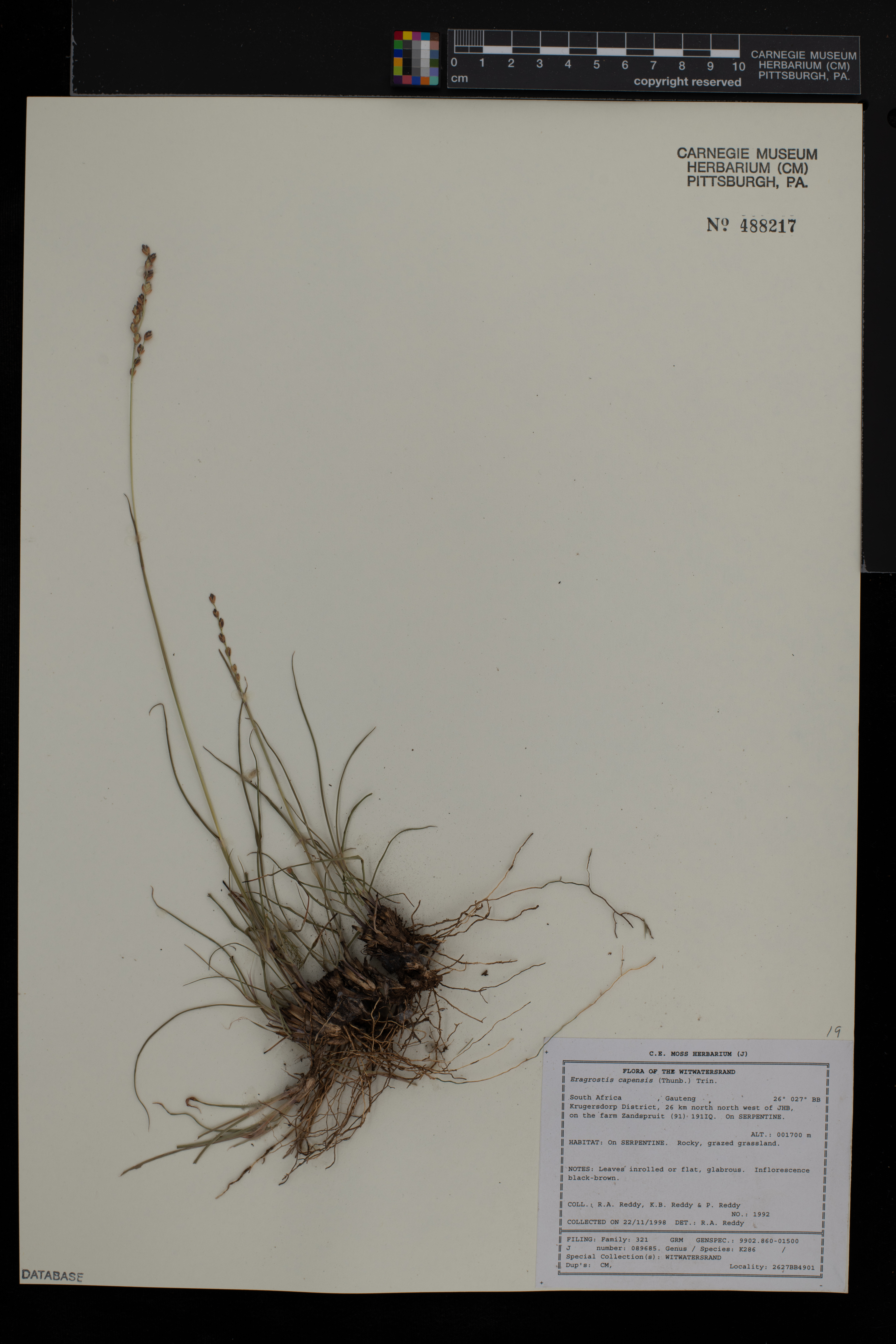 Eragrostis capensis image