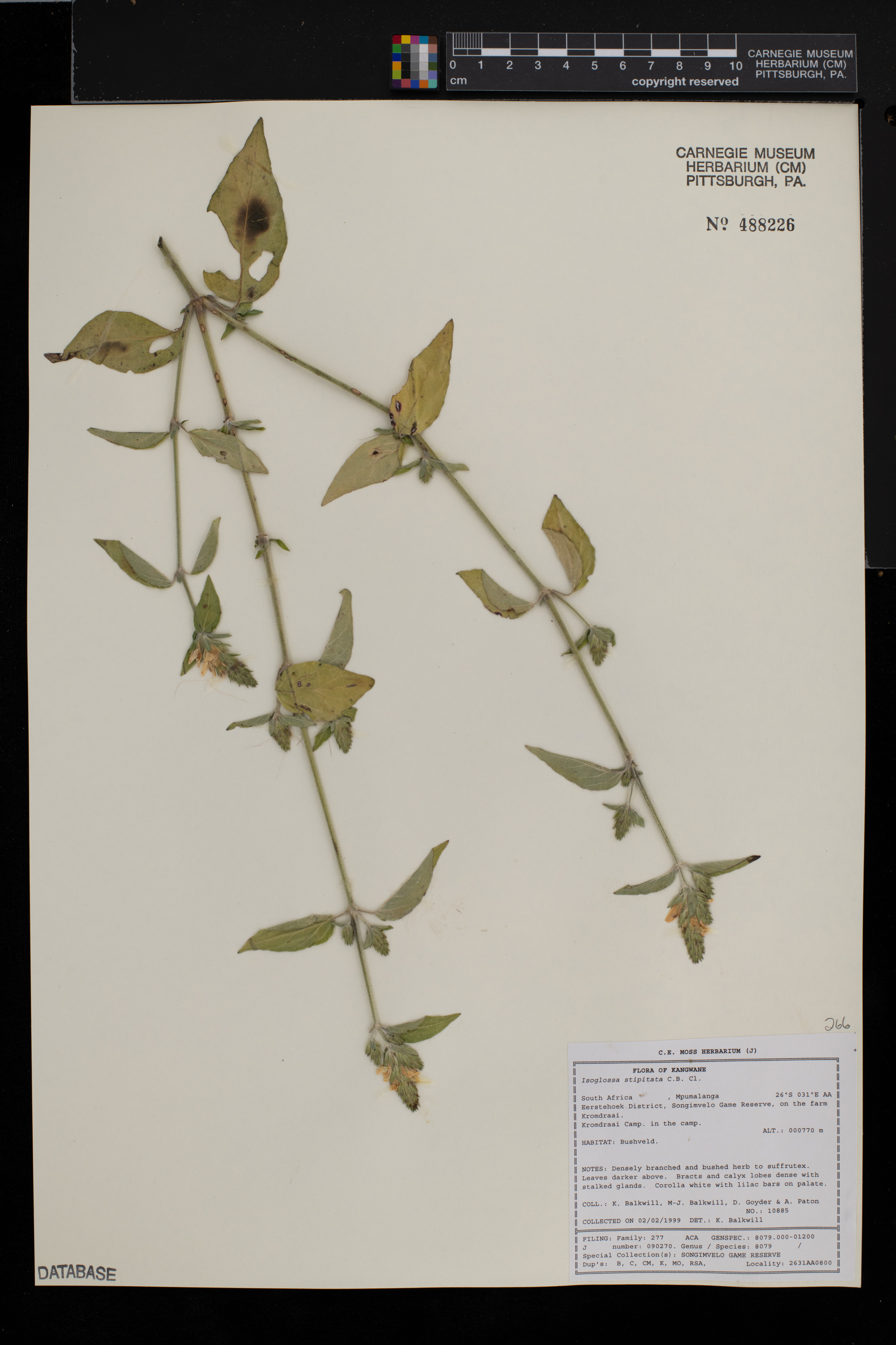 Isoglossa stipitata image