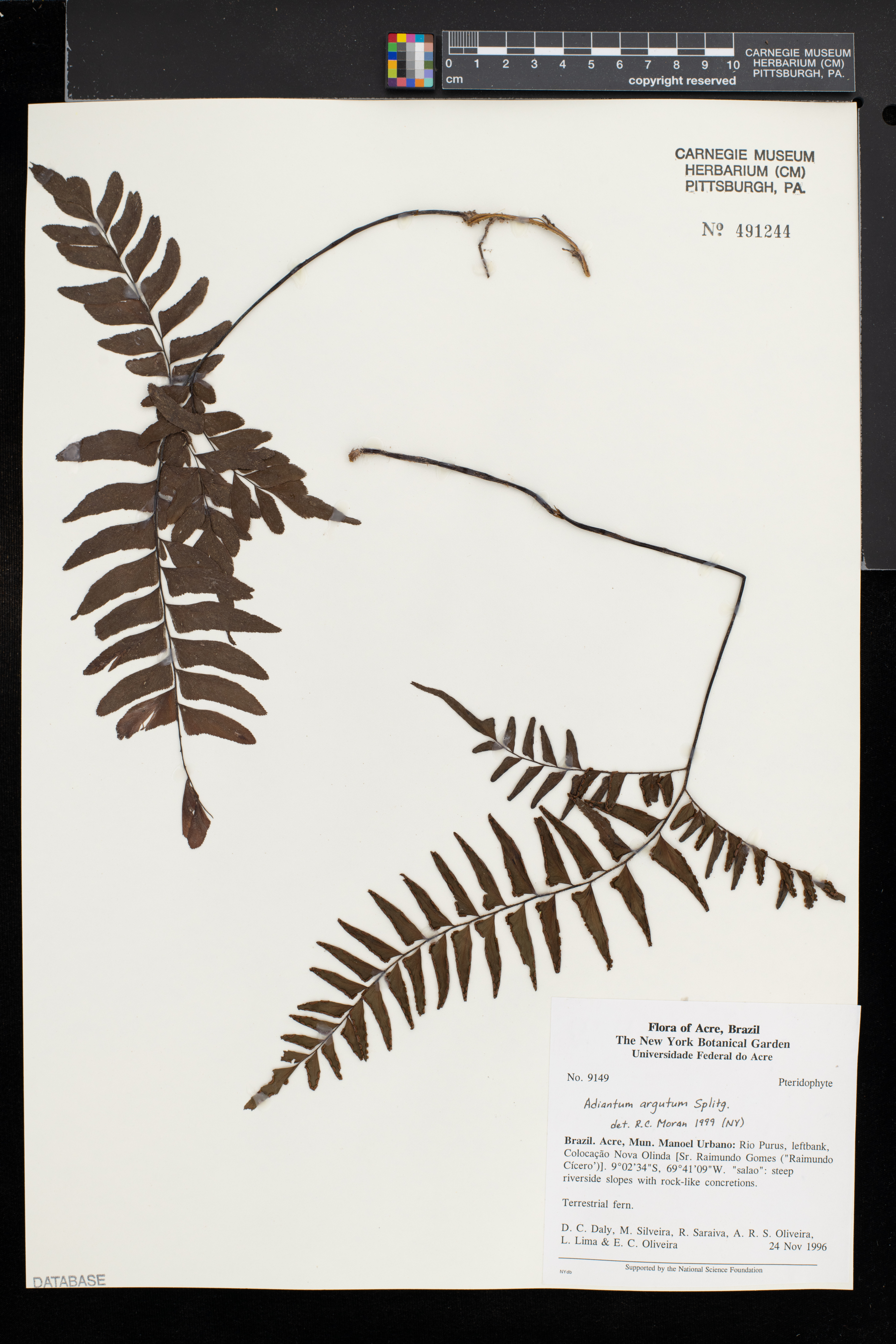 Adiantum argutum image