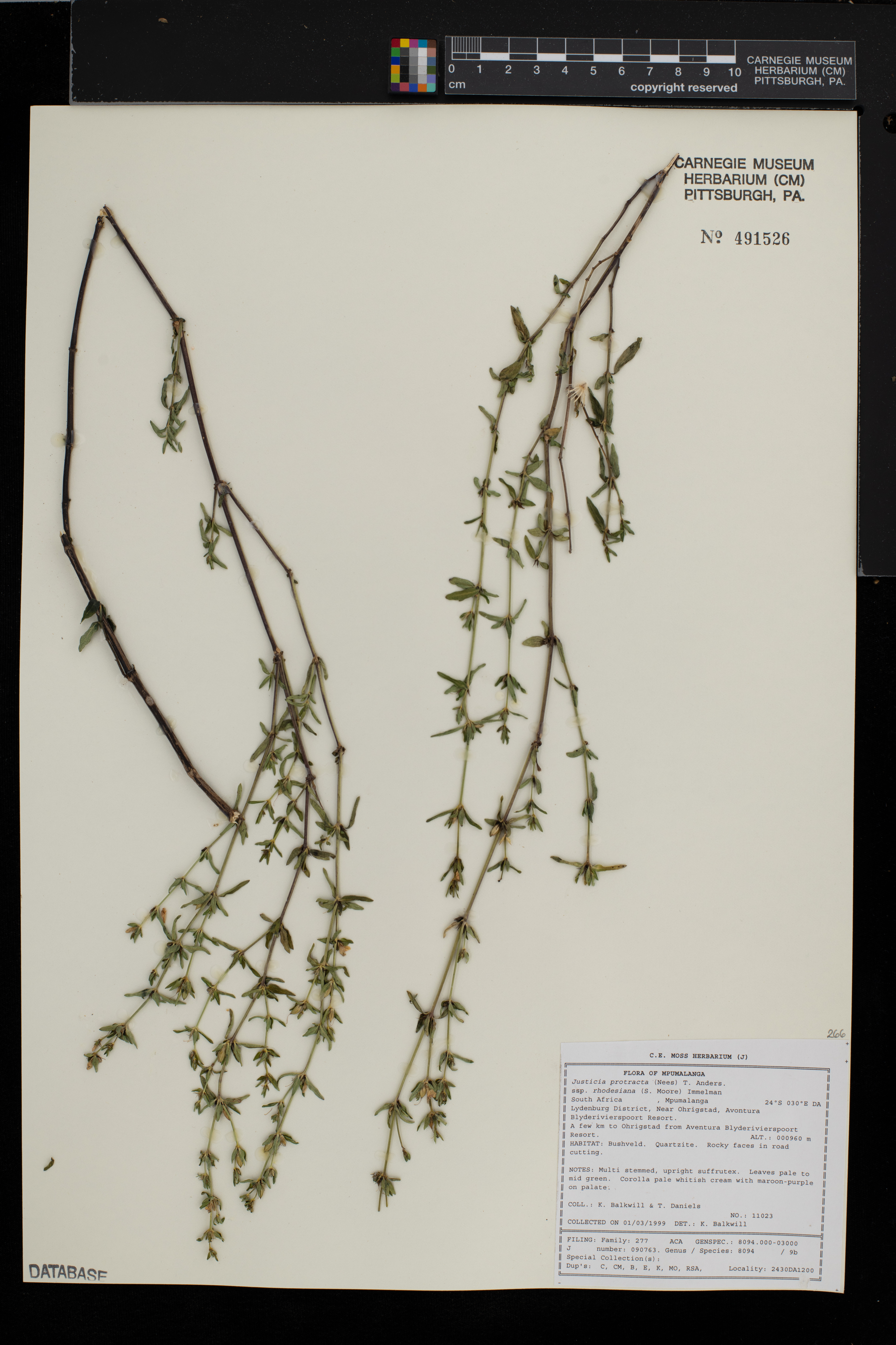 Justicia rhodesiana image