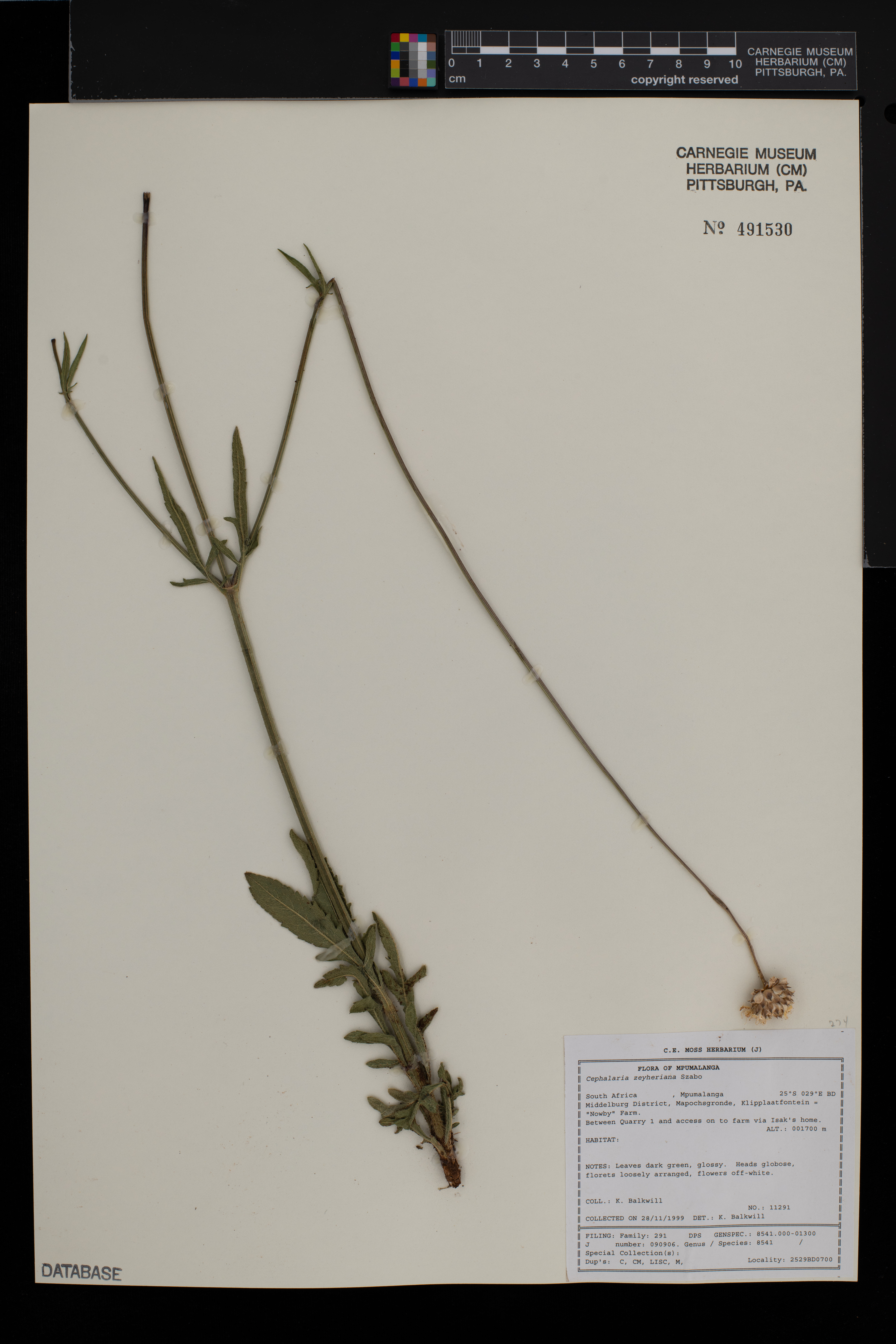 Cephalaria zeyheriana image