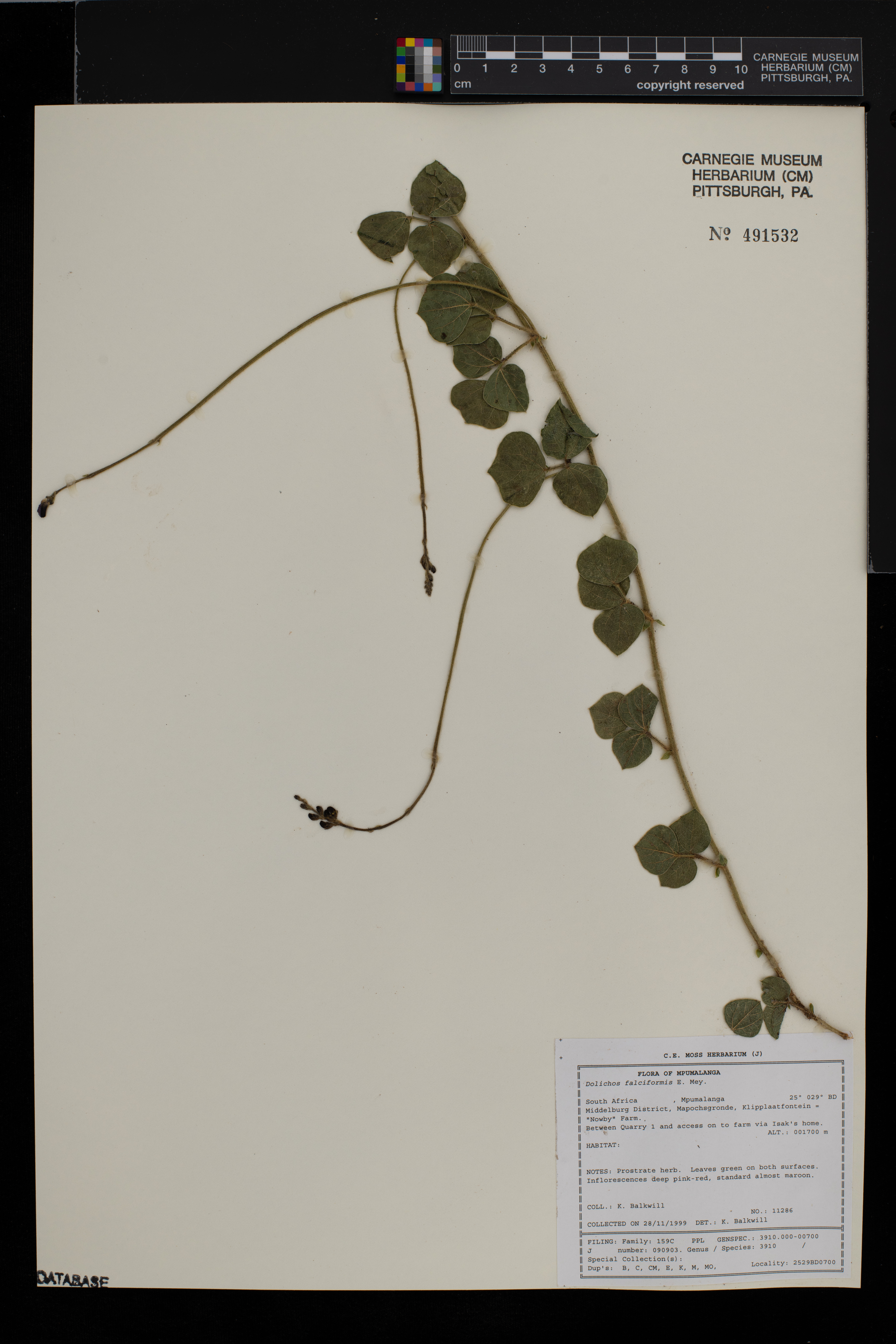Dolichos falciformis image