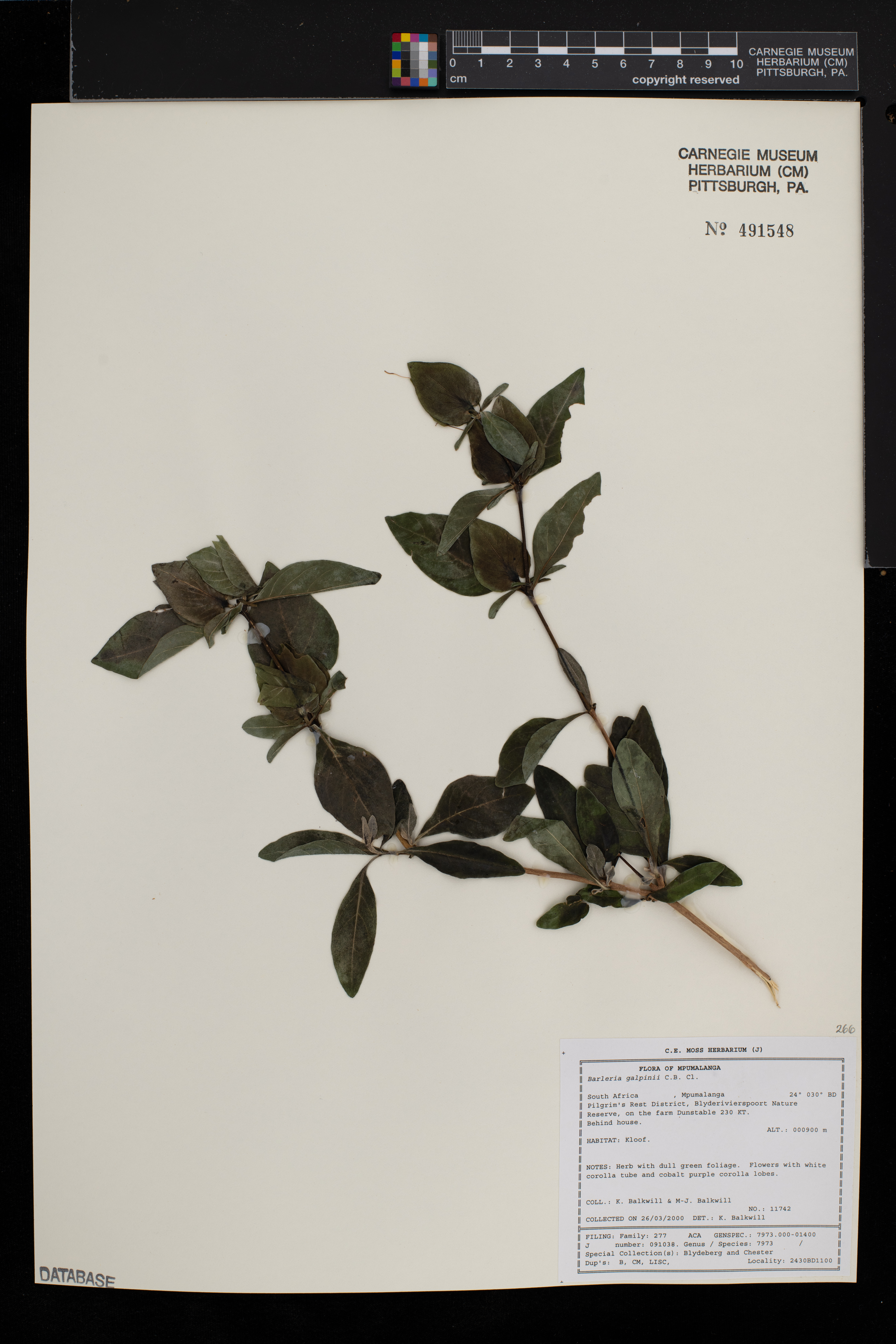 Barleria galpinii image
