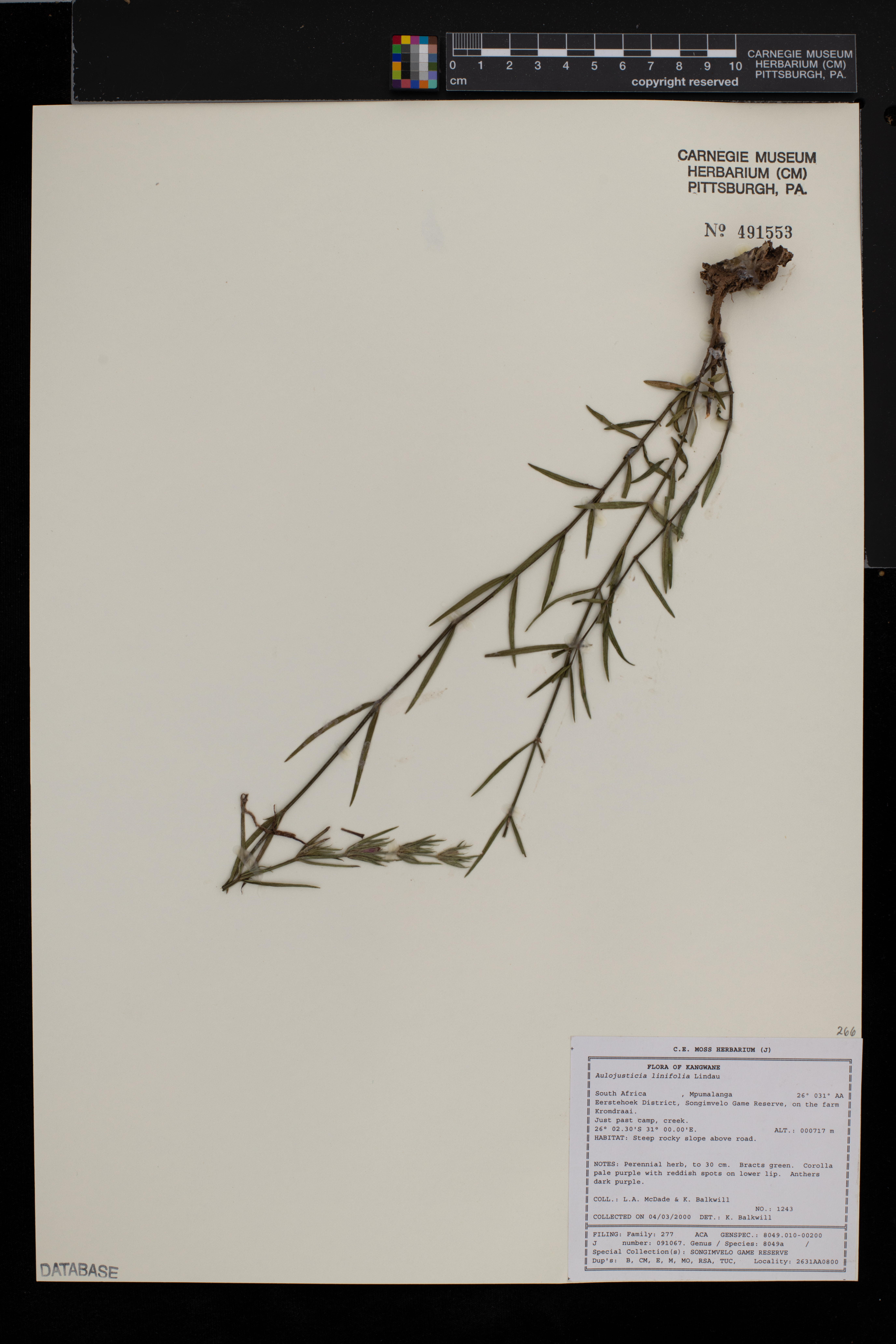 Justicia linifolia image