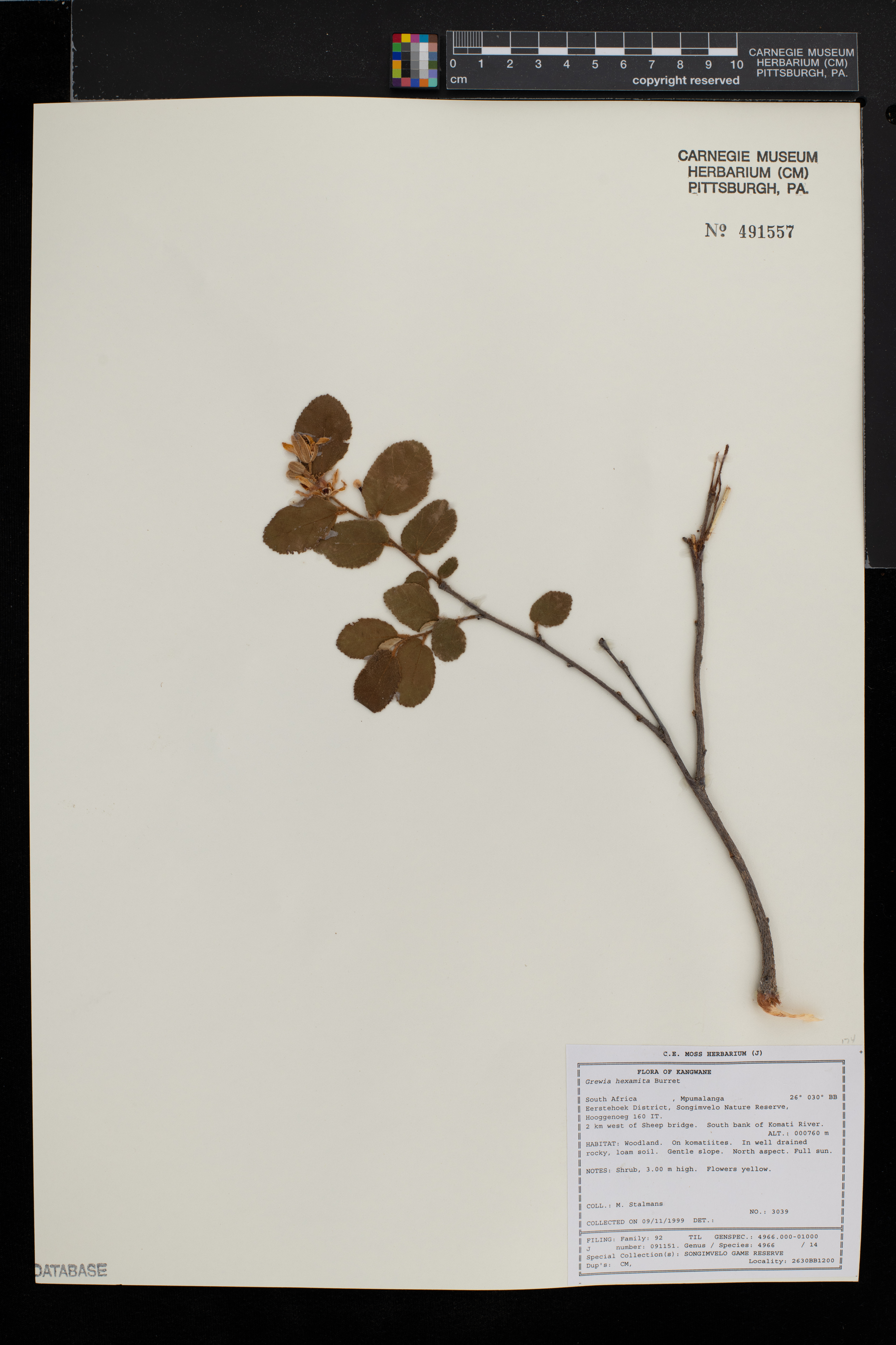 Grewia hexamita image