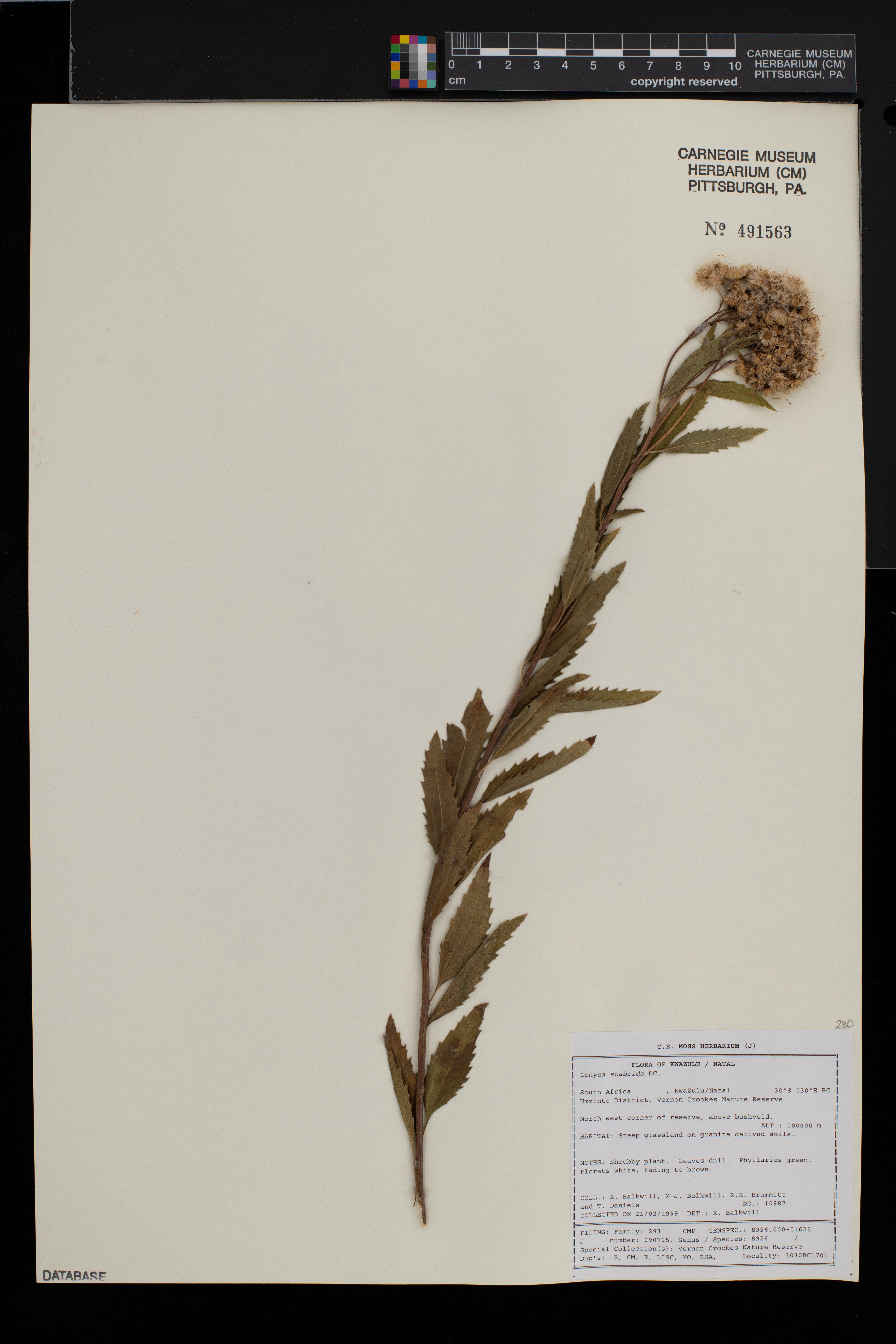 Nidorella ivifolia image