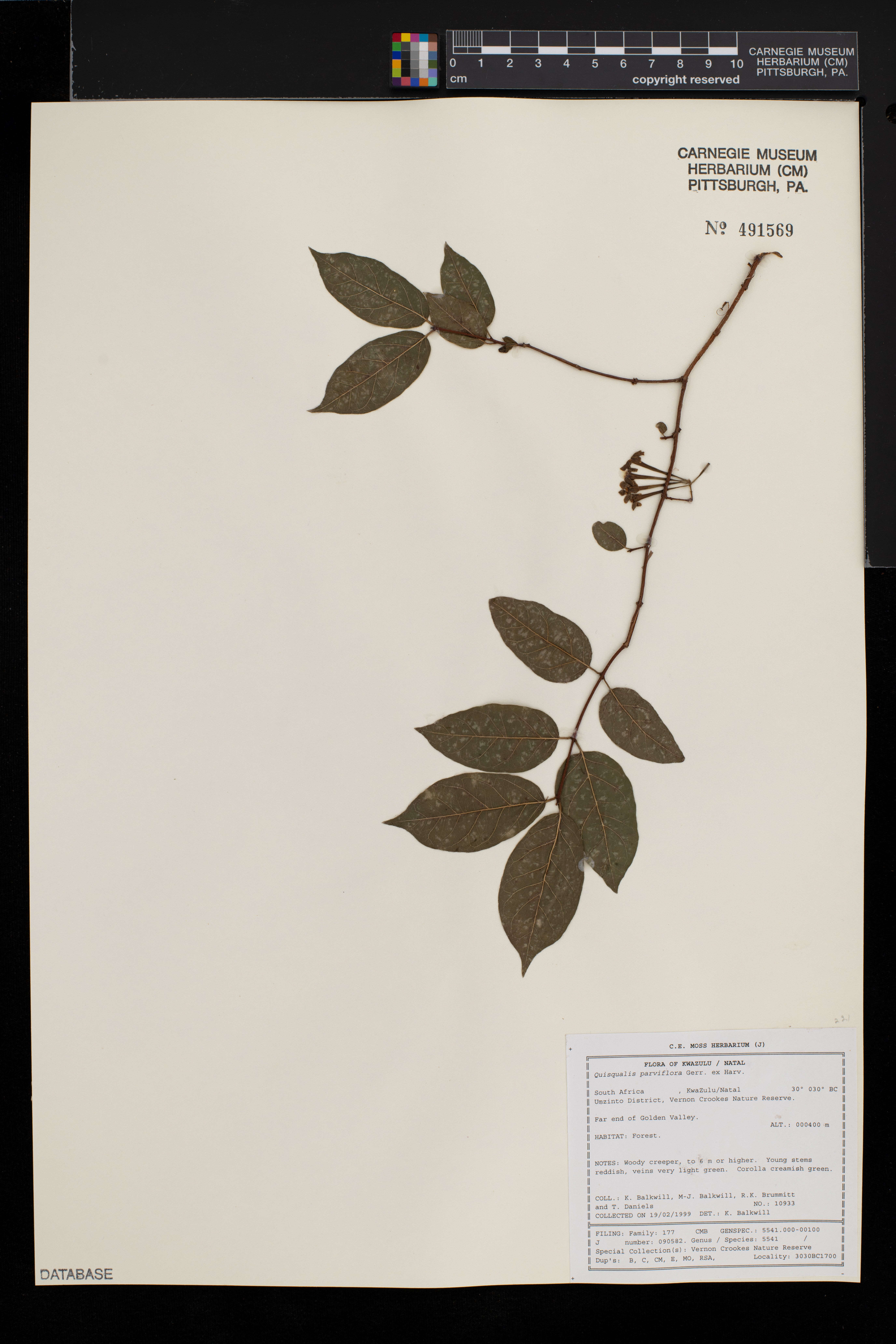 Combretum sylvicola image