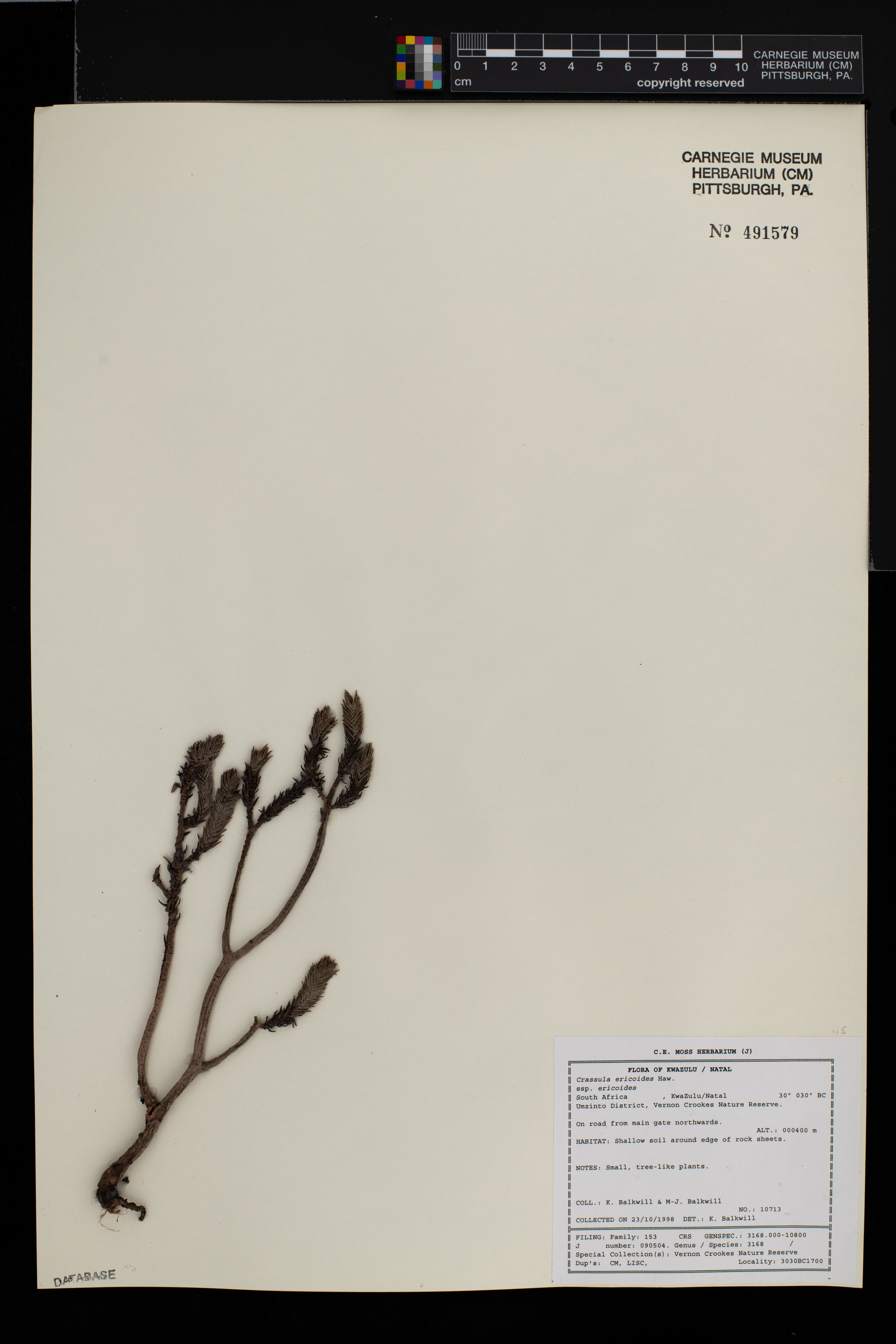 Crassula ericoides image