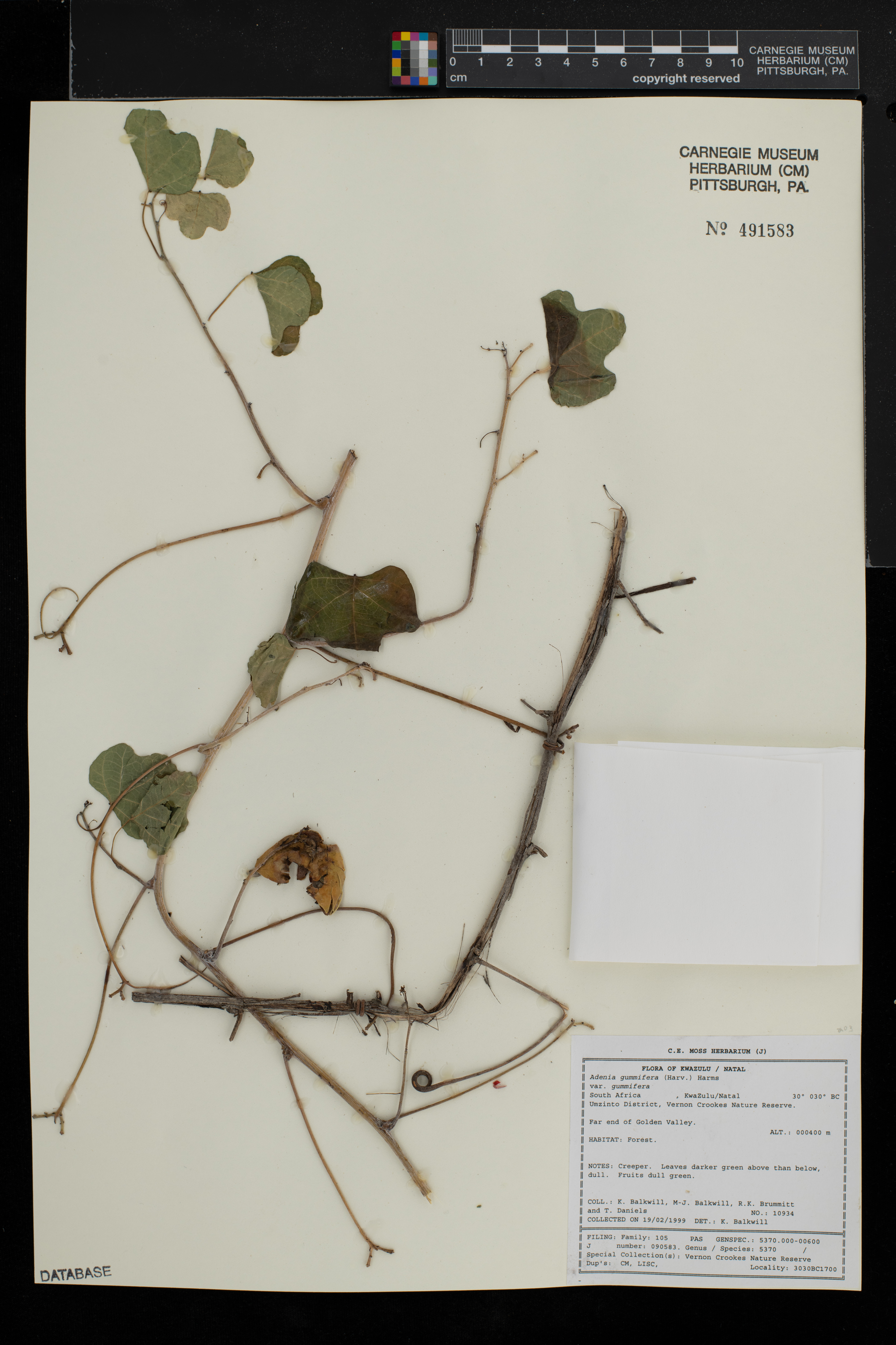 Adenia gummifera image