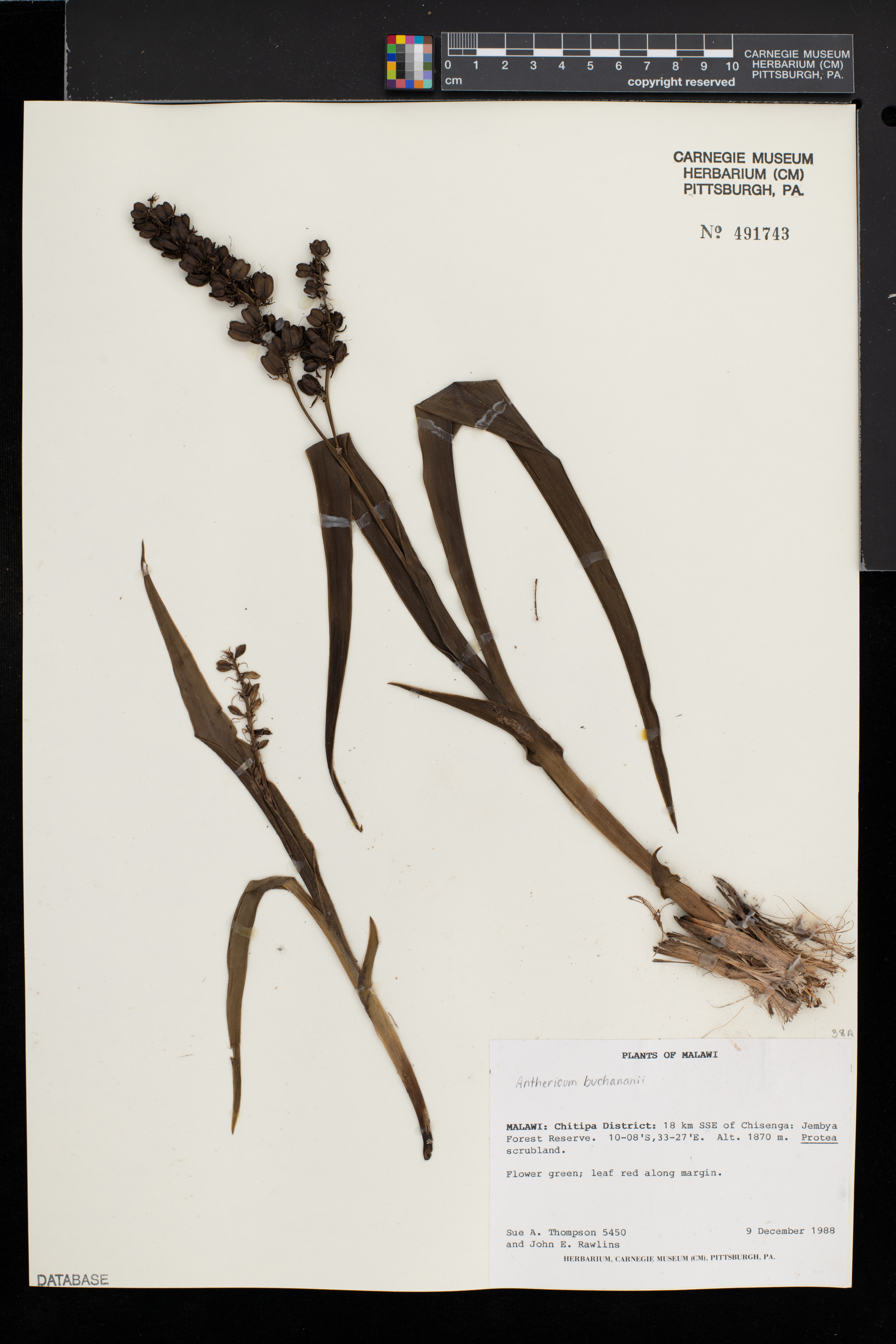 Chlorophytum cameronii var. purpuratum image