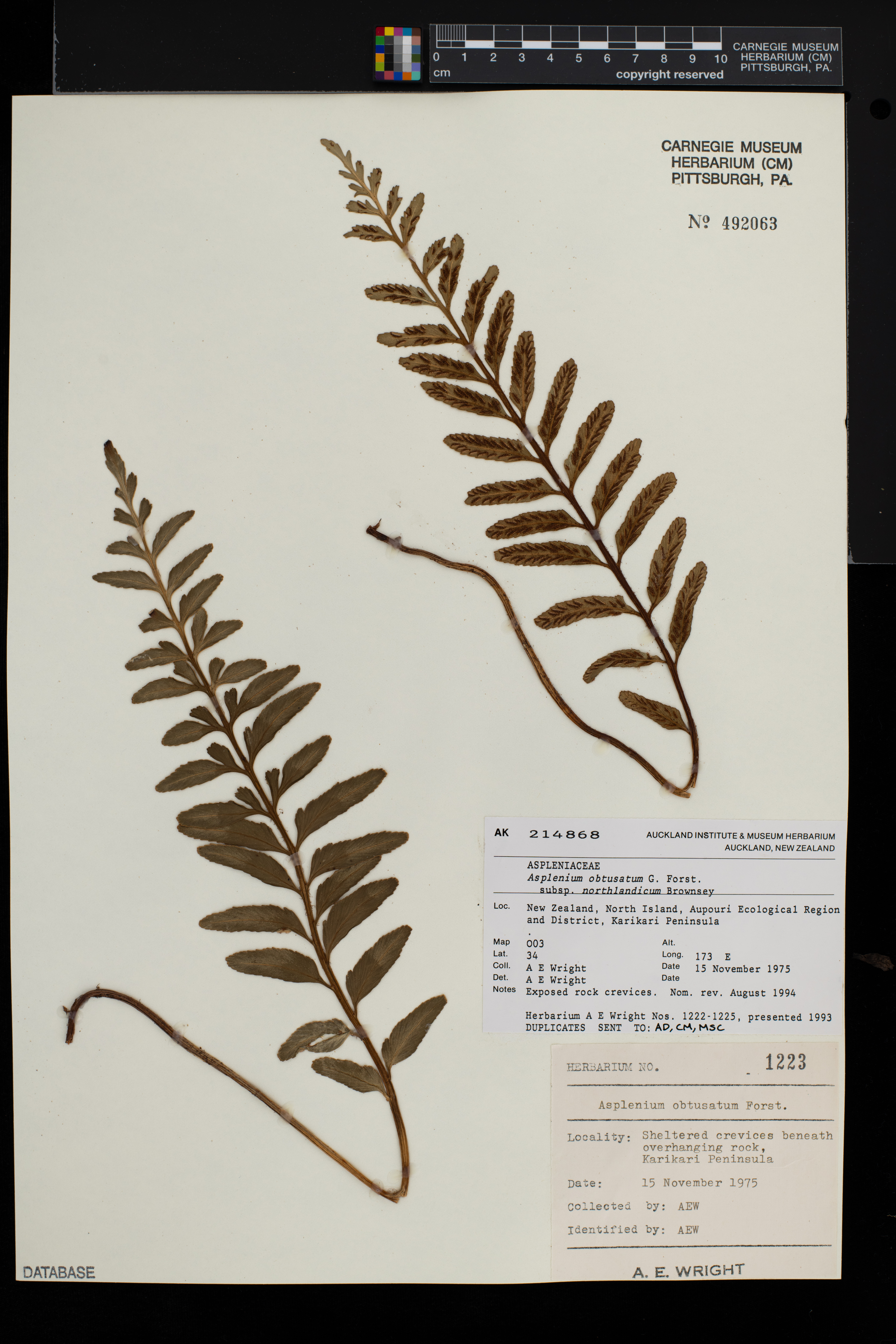 Asplenium obtusatum image