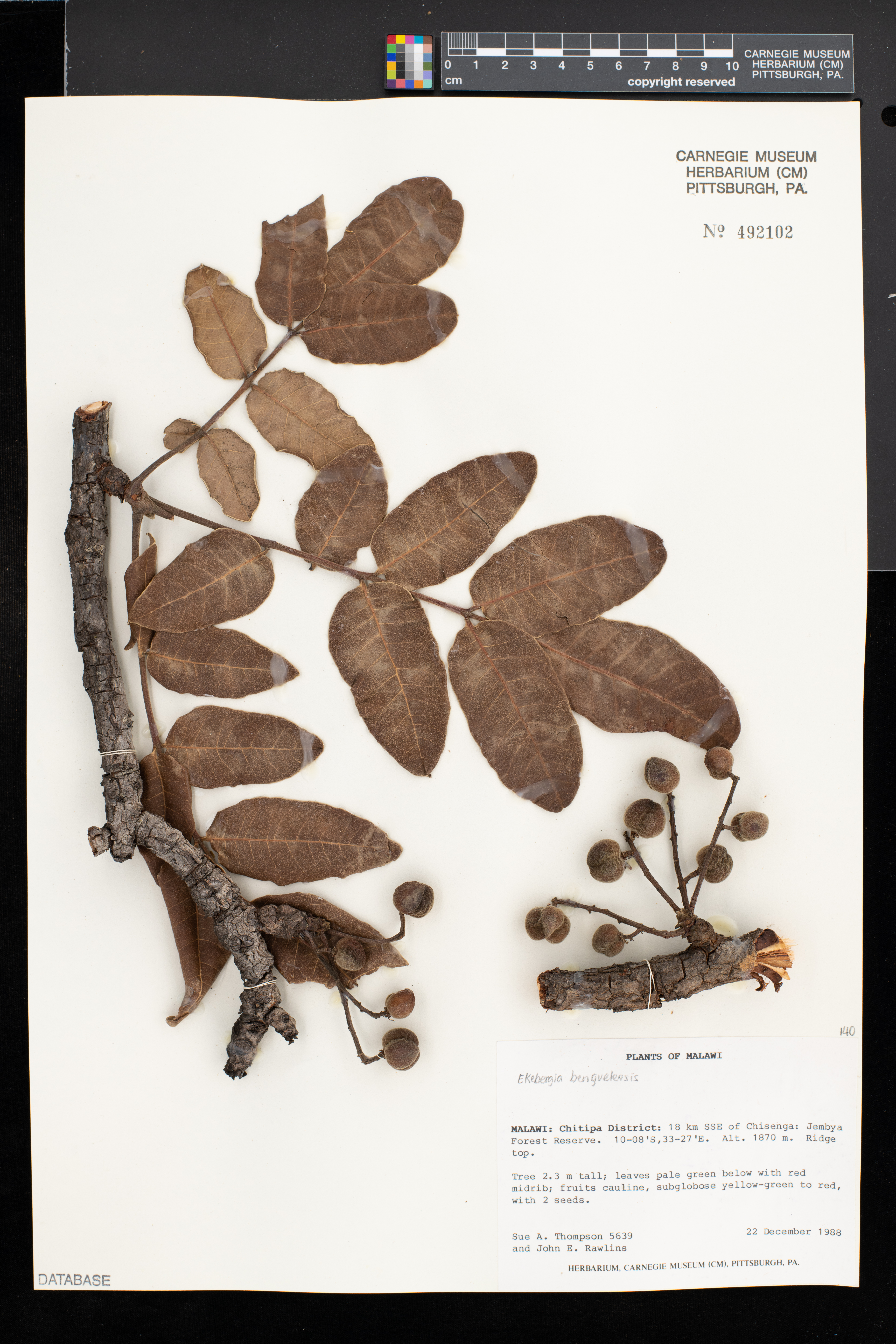 Ekebergia benguelensis image