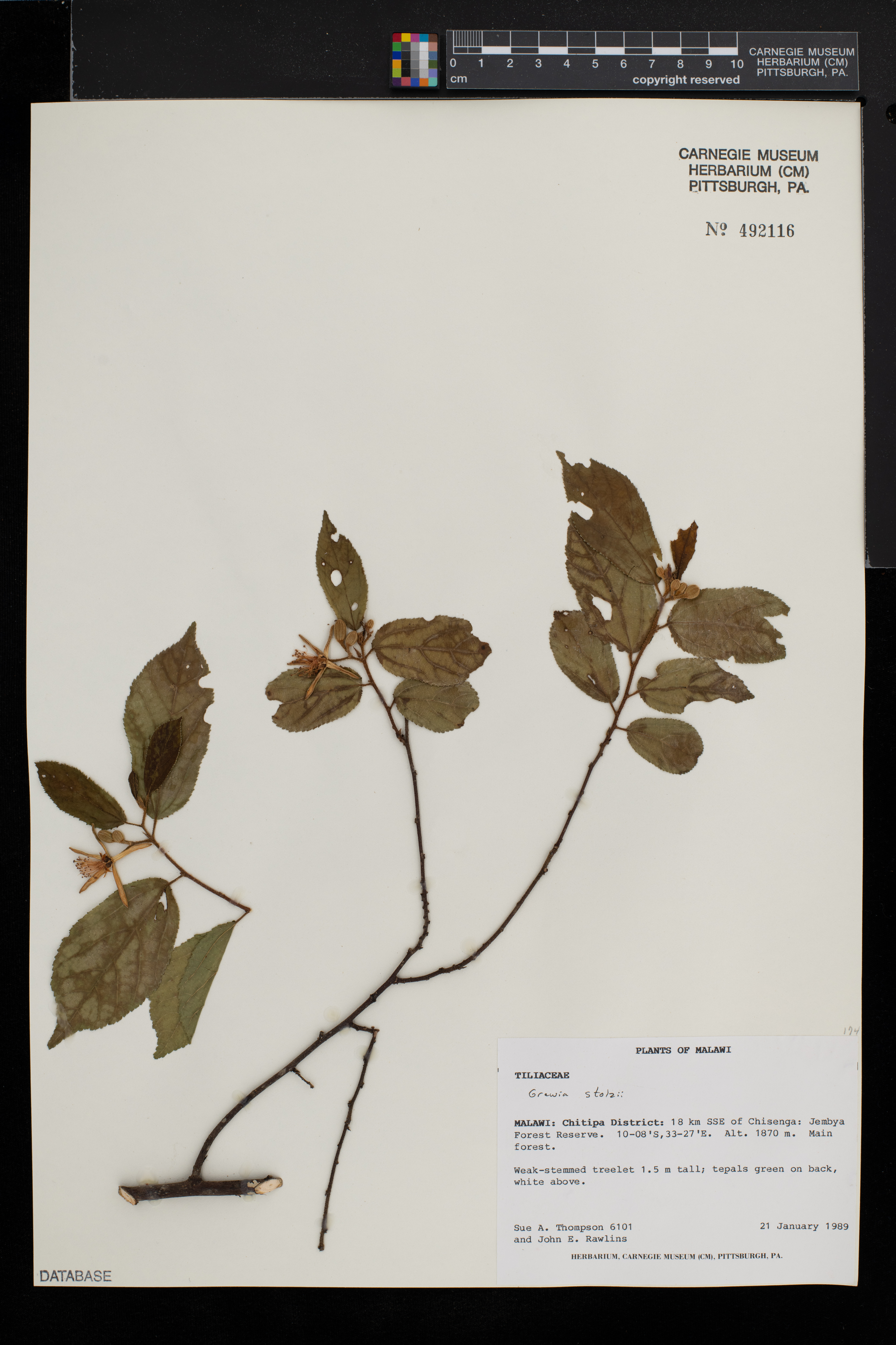 Grewia stolzii image