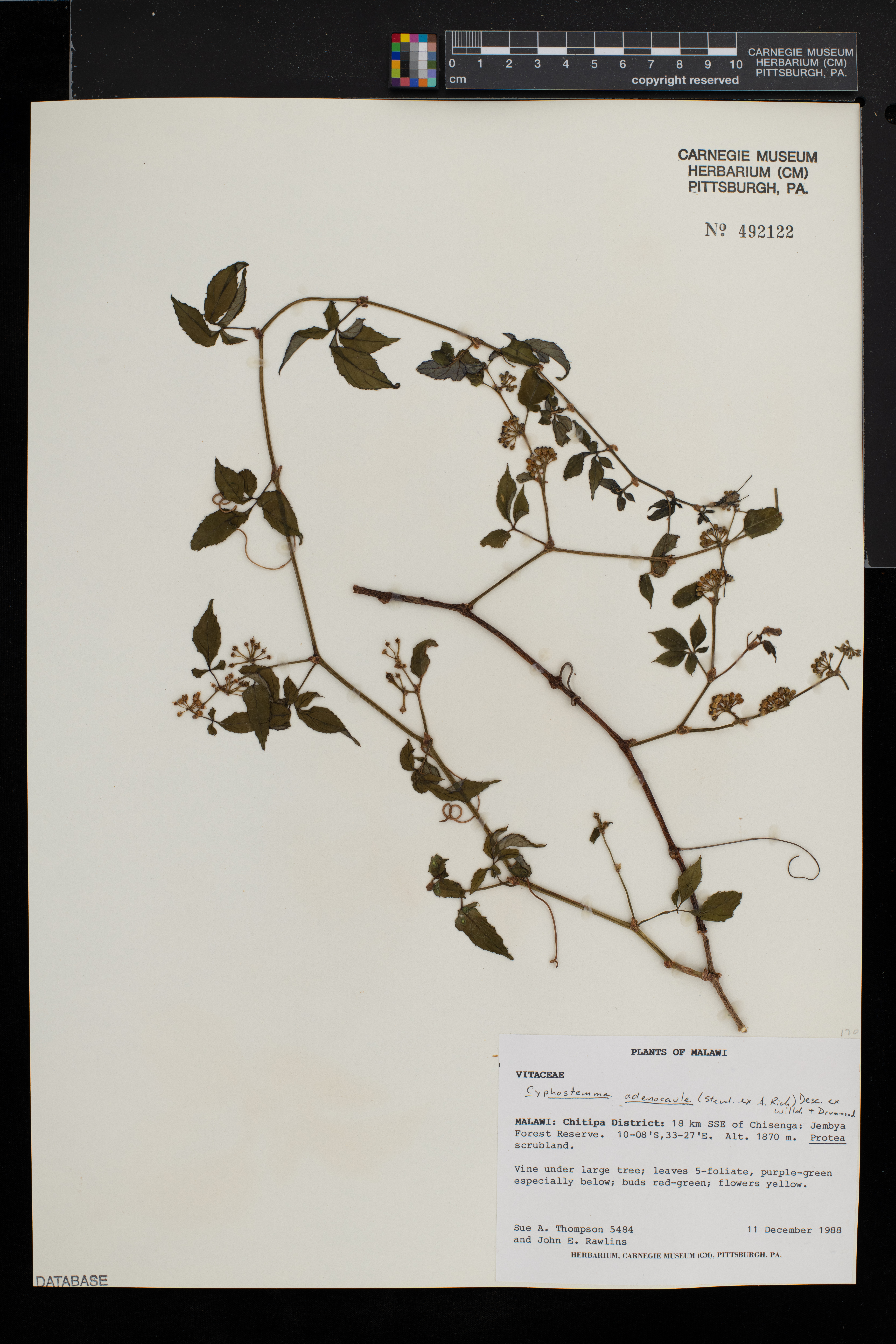 Cyphostemma adenocaule image