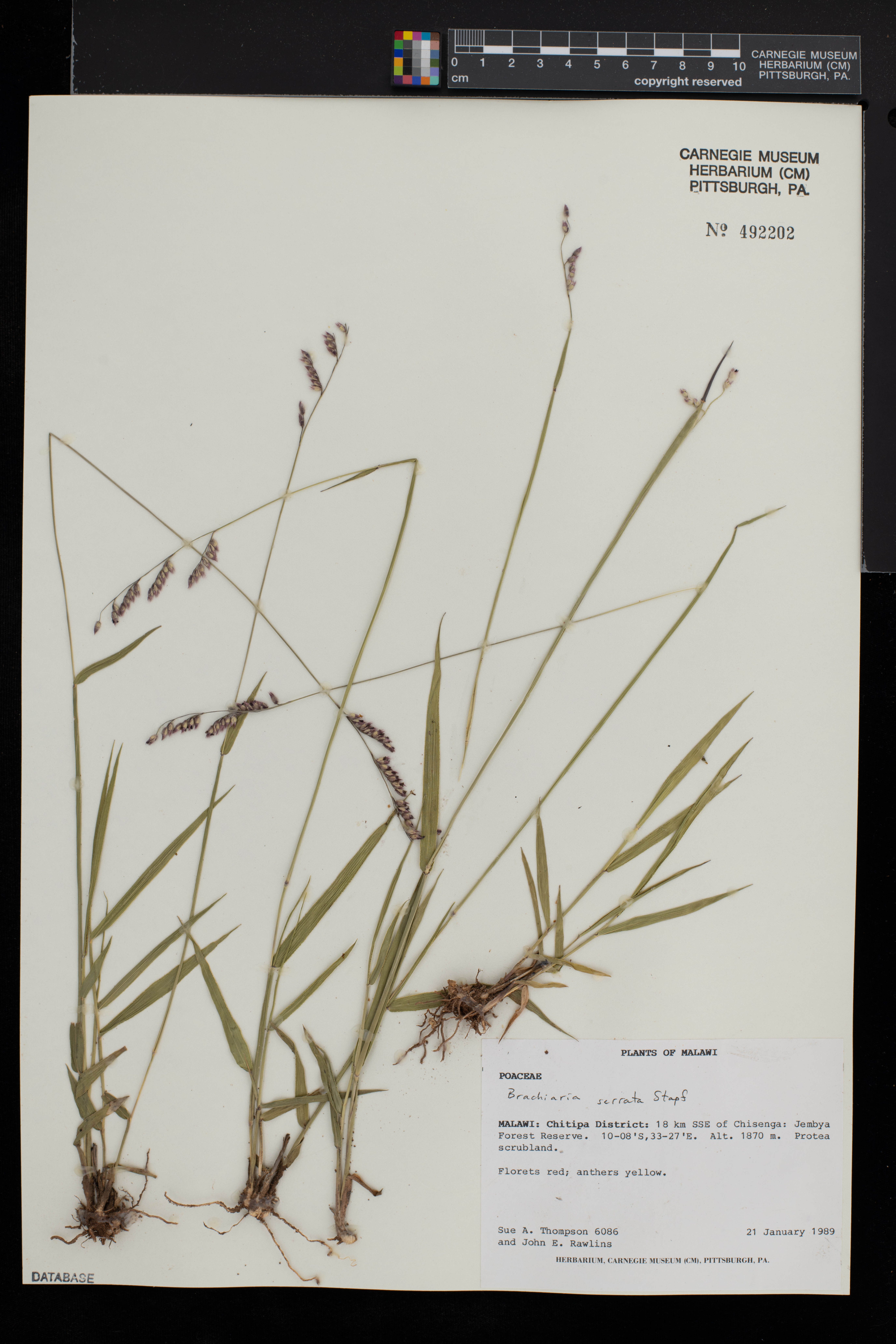 Brachiaria serrata image