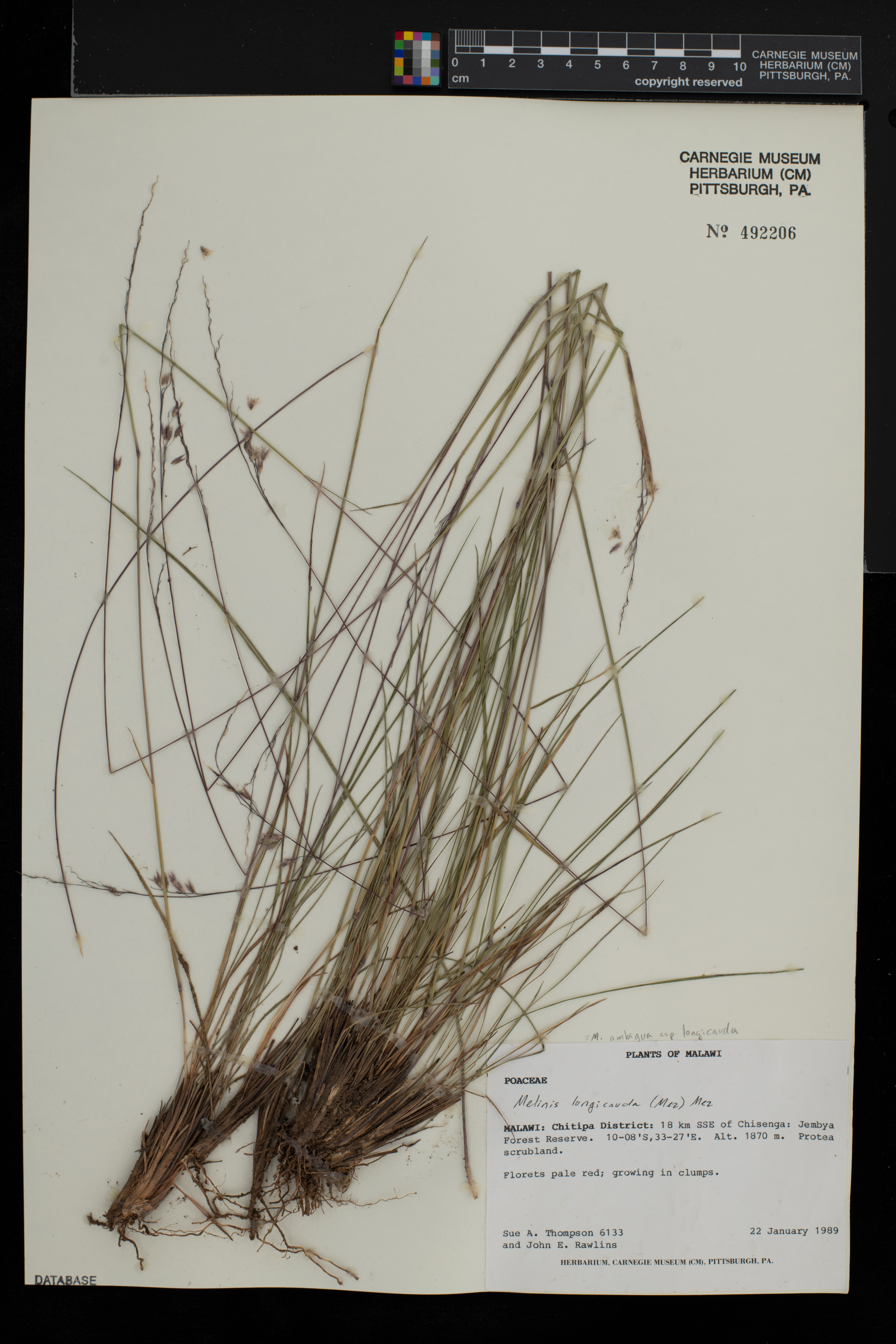 Melinis ambigua subsp. longicauda image