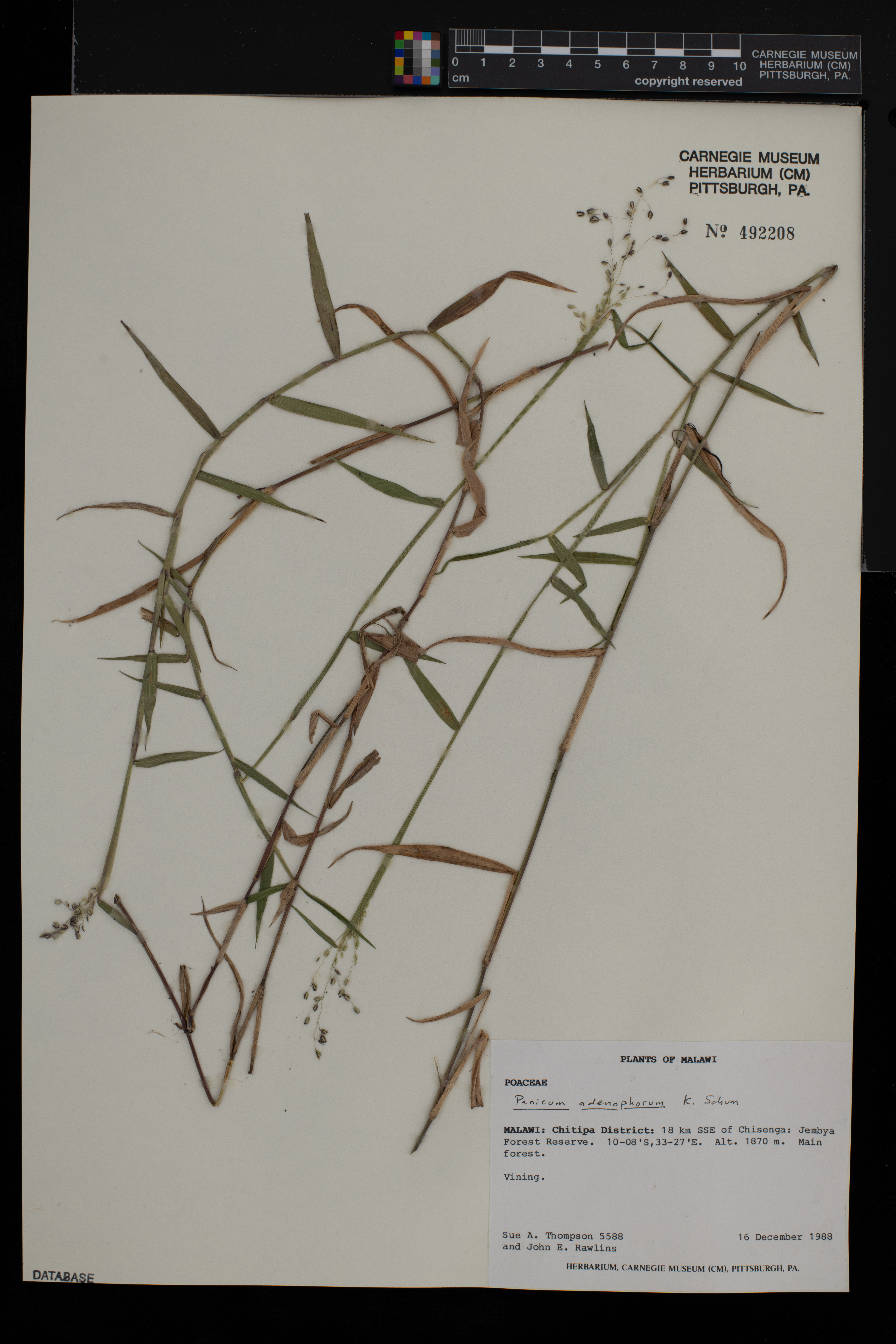 Panicum adenophorum image