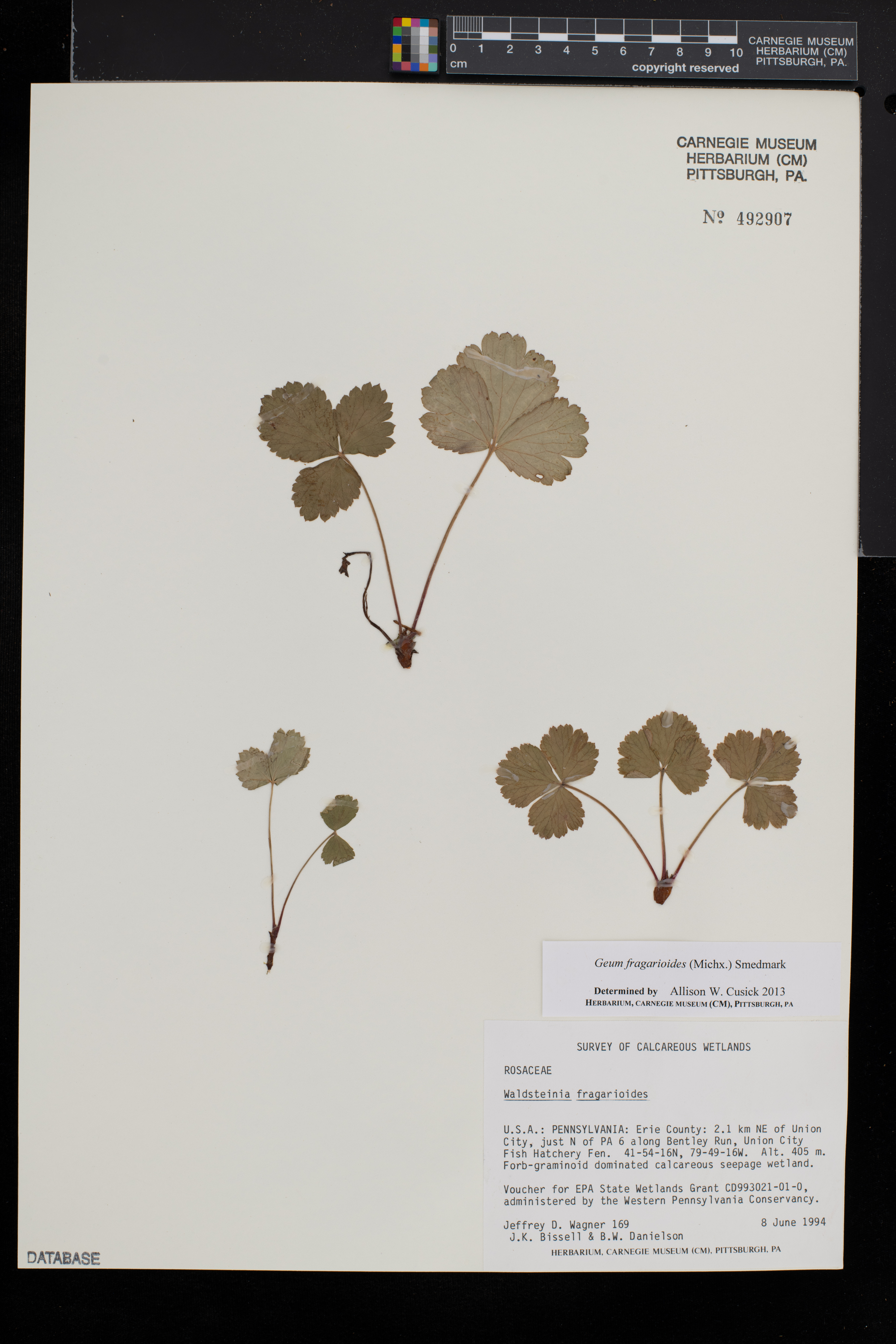 Waldsteinia fragarioides image