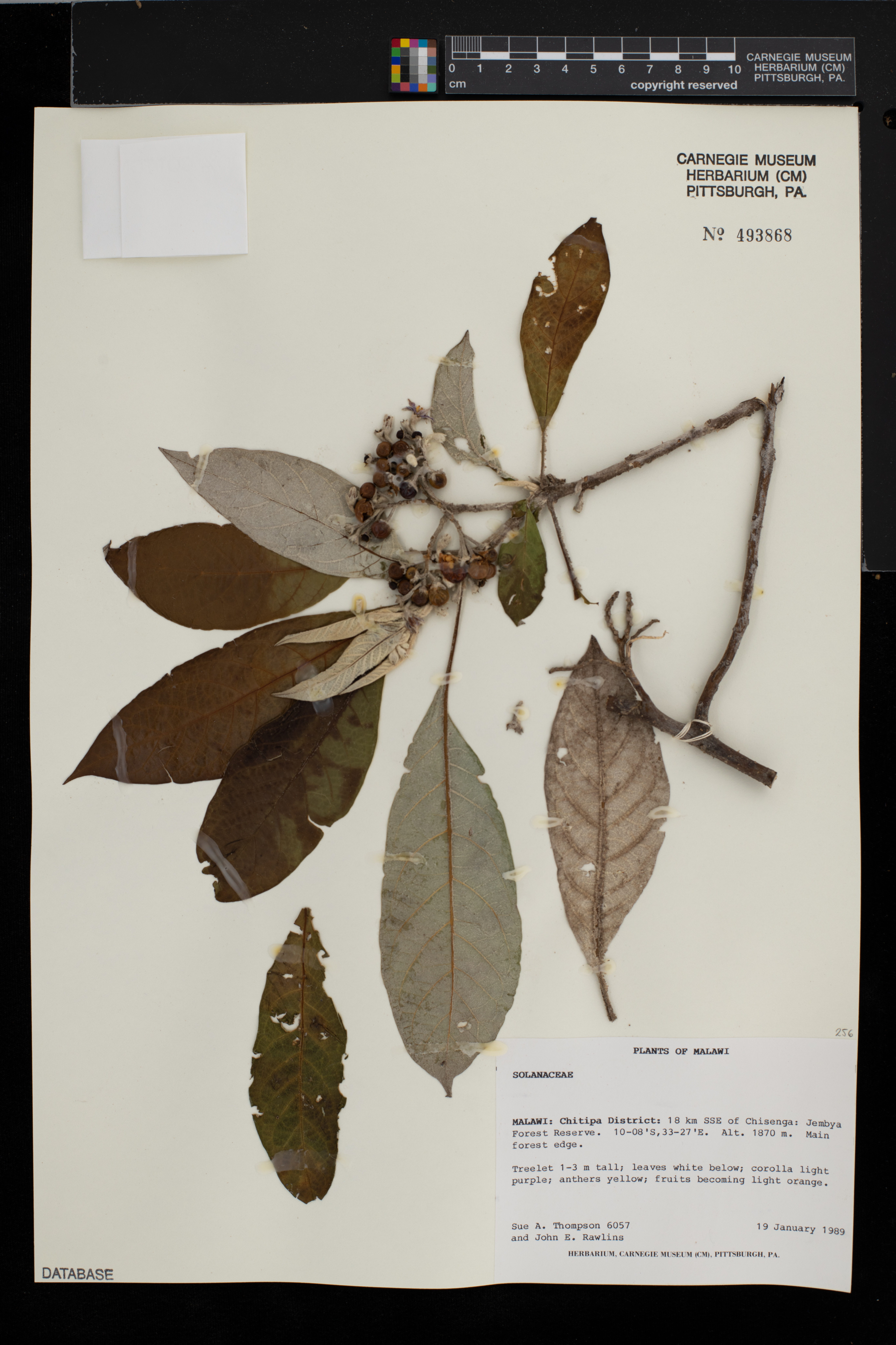 Solanum giganteum image