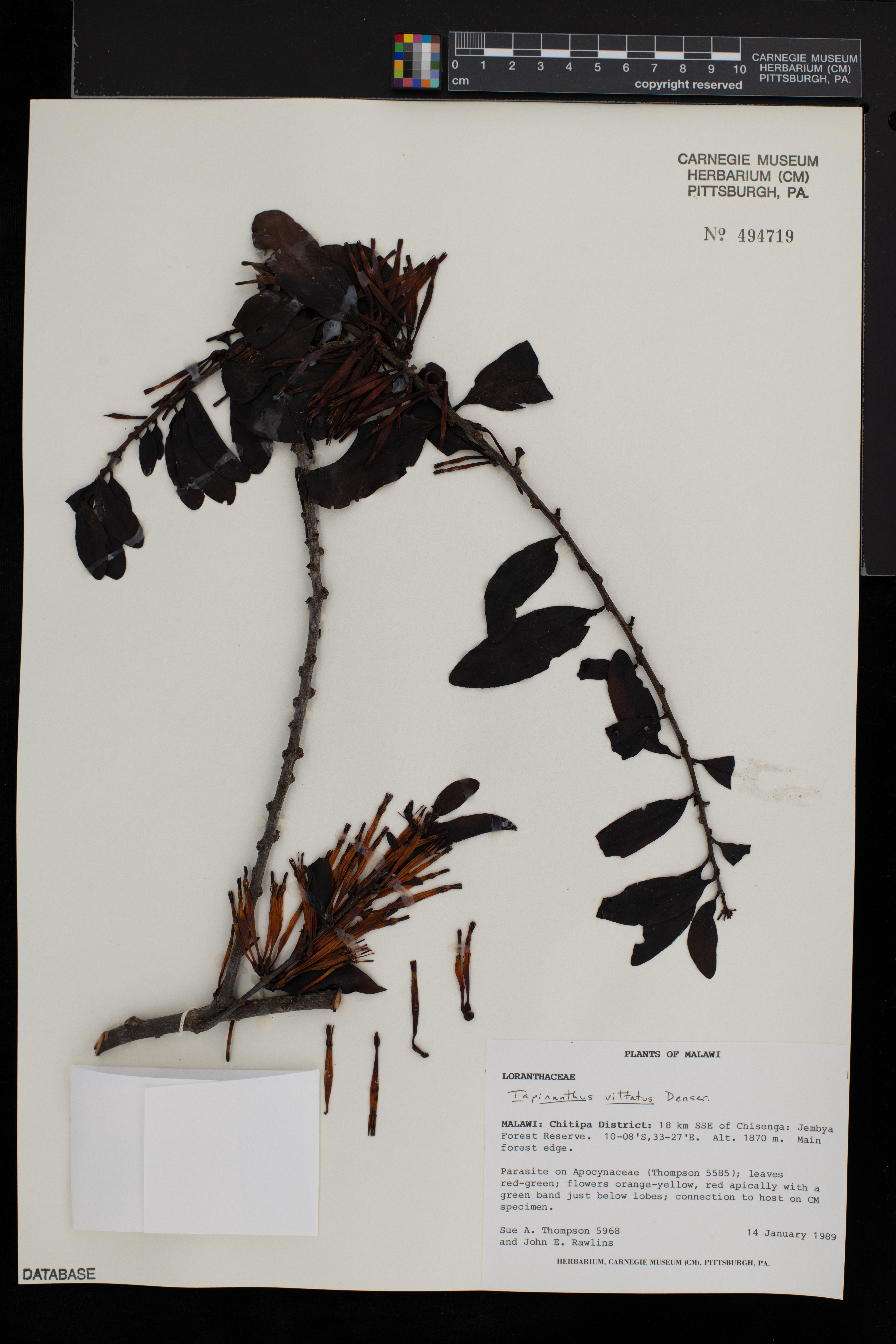 Agelanthus zizyphifolius subsp. vittatus image