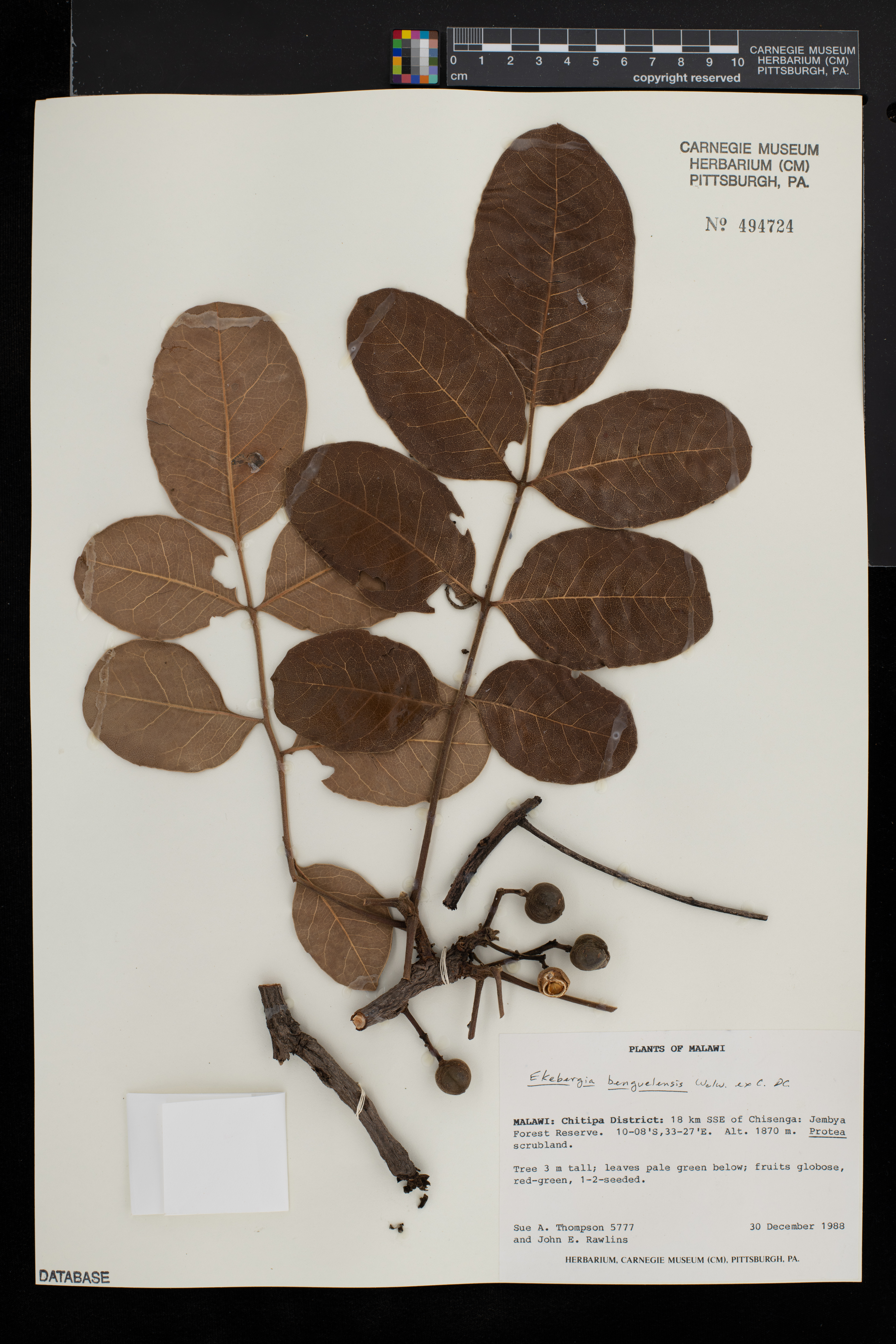 Ekebergia benguelensis image