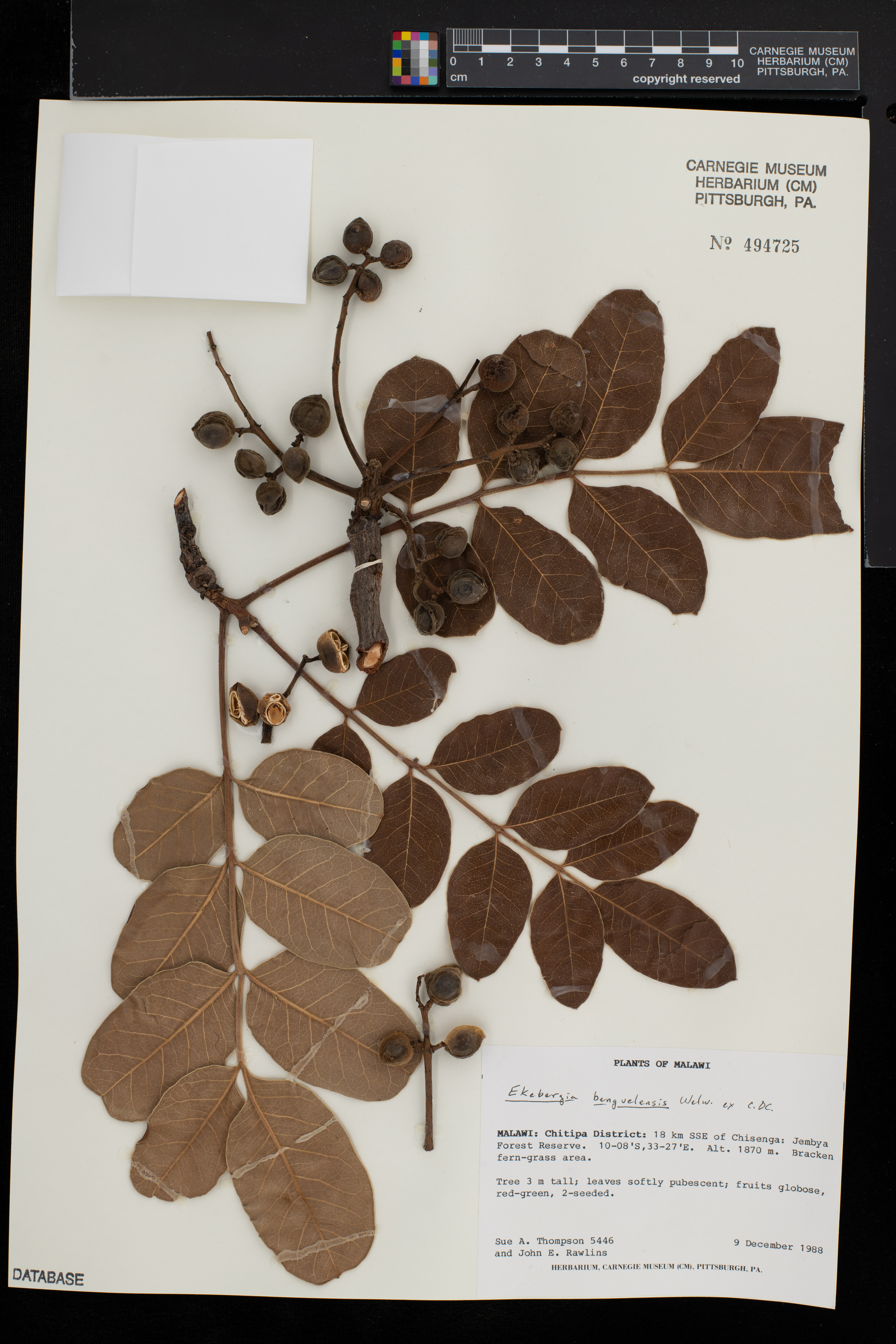 Ekebergia benguelensis image